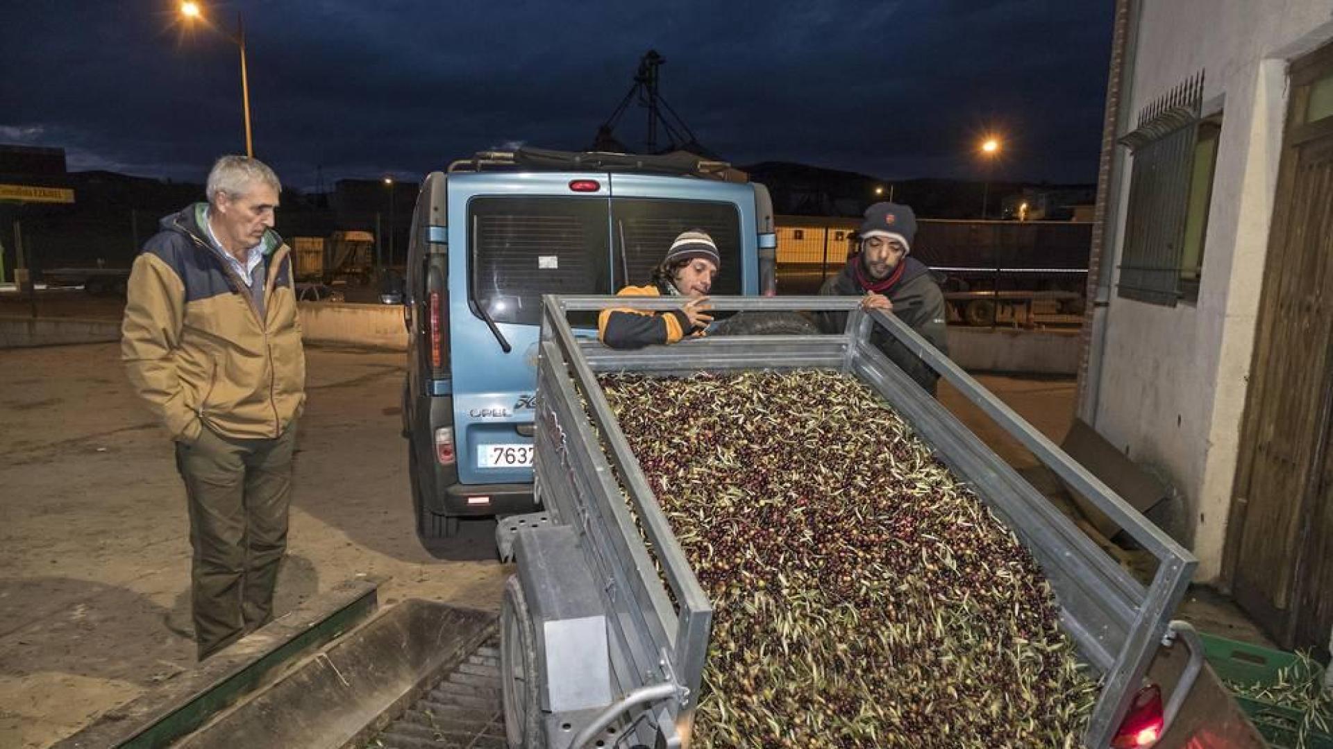 Un remolque en plena descarga de la oliva, cuya recogida había alcanzado el 90% en el ecuador de esta semana prenavideña.