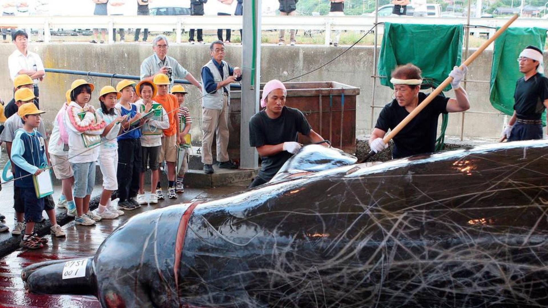 Japón se retira de la comisión que busca la preservación de las ballenas