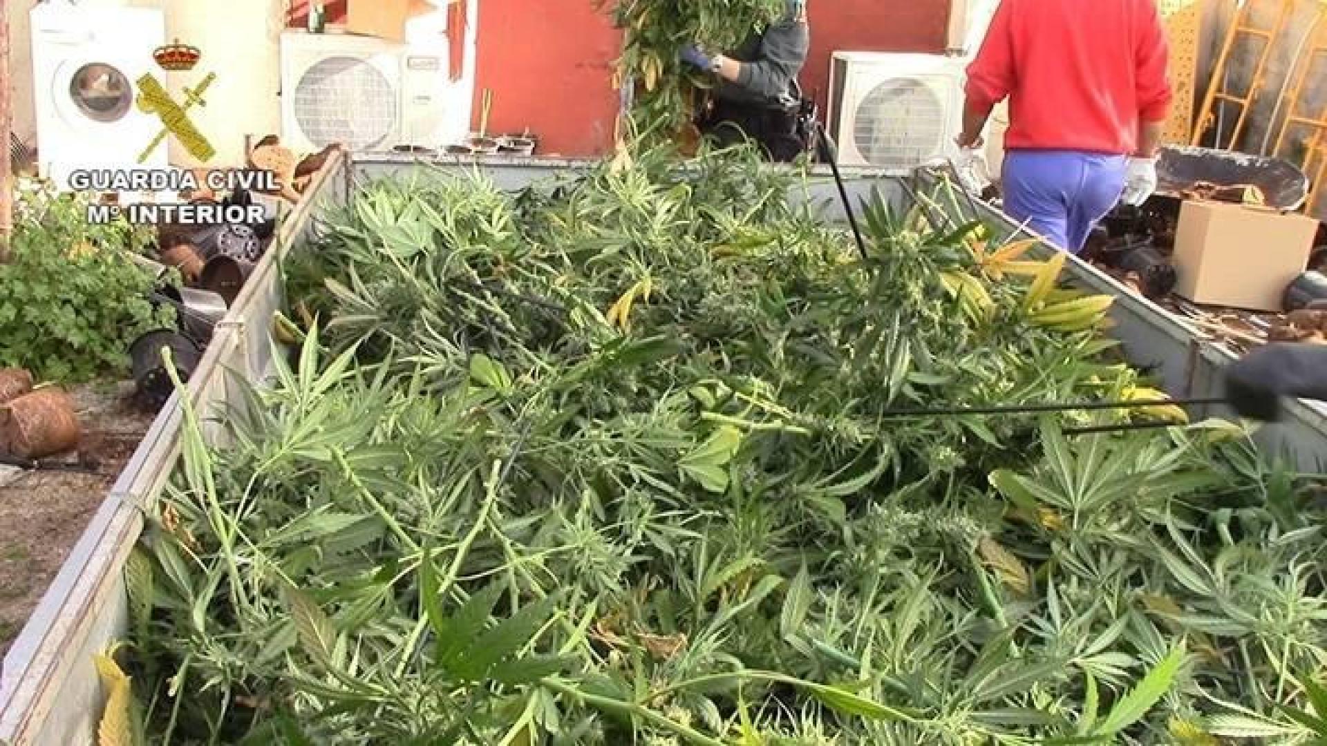 Diez detenidos y 9.000 plantas de marihuana intervenidas en Toledo