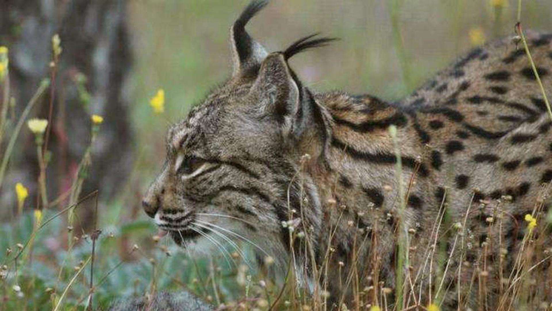 La recuperación del lince ibérico, orgullo nacional