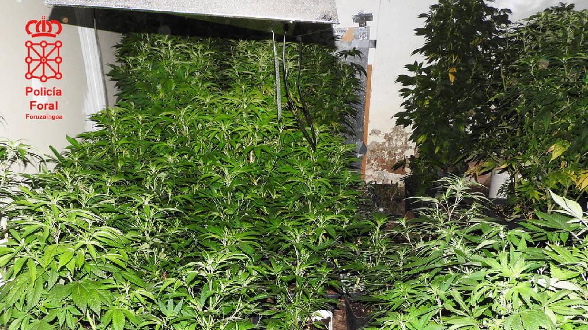 Detenido en Obanos con 1.500 plantas de marihuana en una vivienda