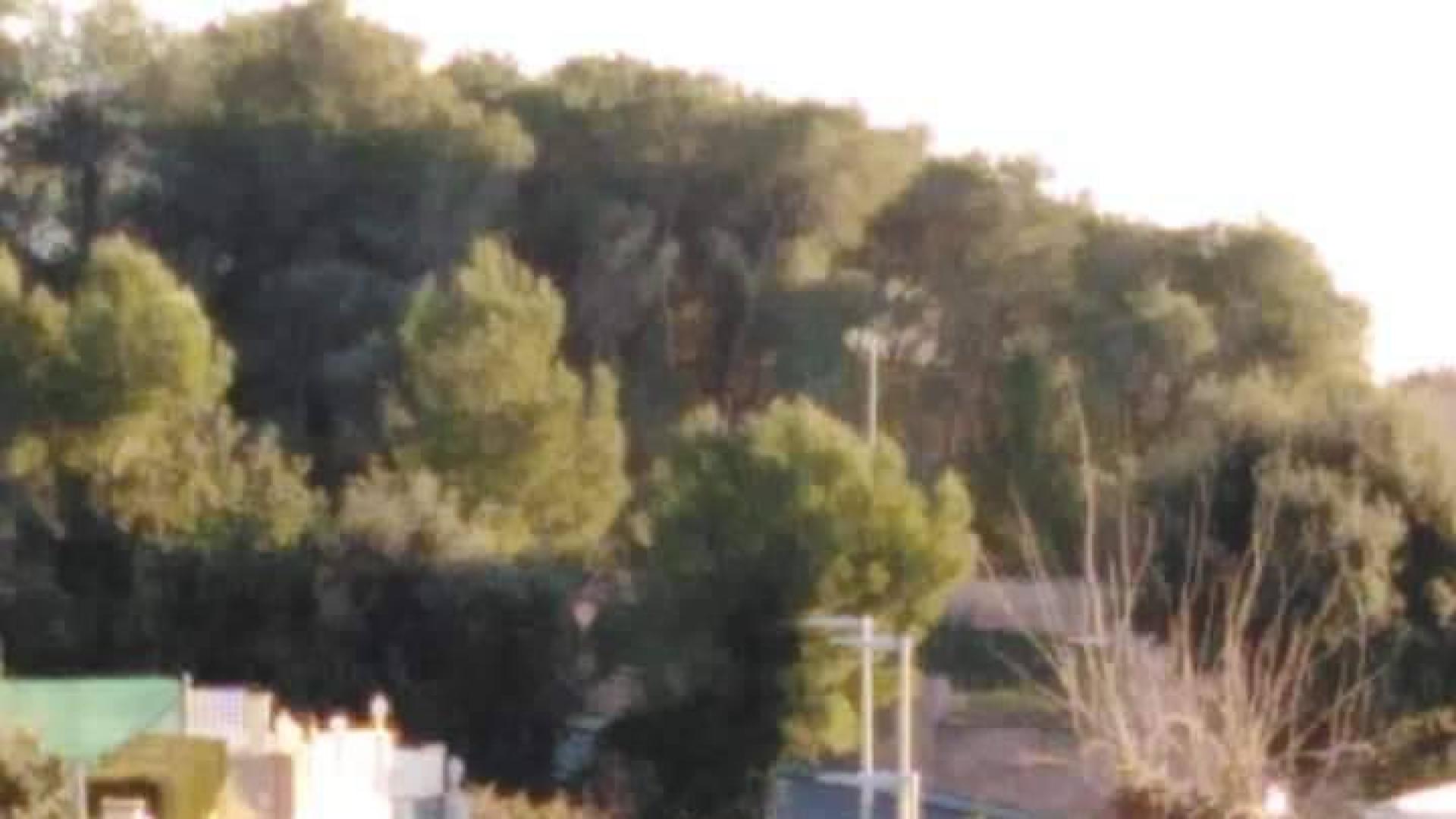 Imagen del perro tendido en el asfalto de la calle de Calafell en la que fue disparado por el policía.
