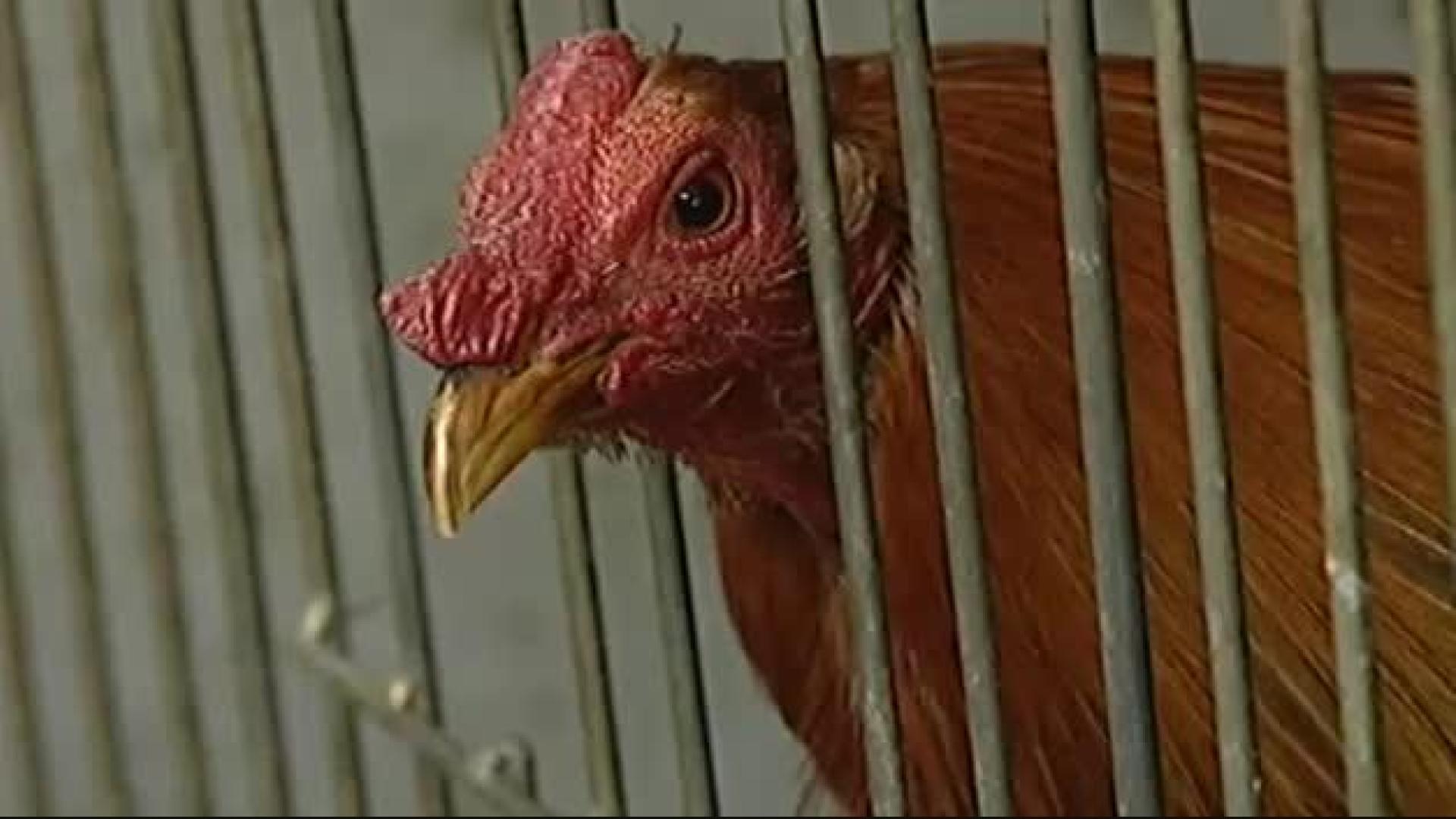 Casi 200 detenidos en Murcia en una operación contra las peleas ilegales de gallos