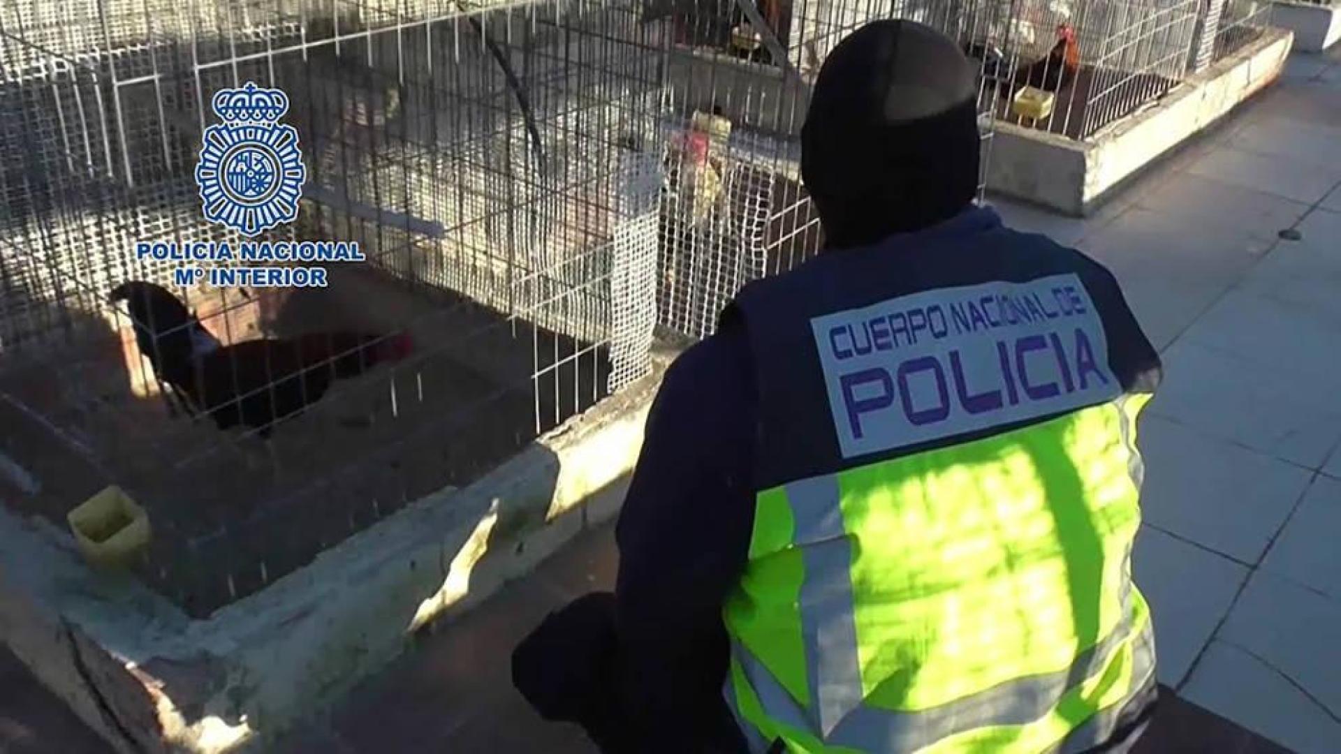 Detenidas 182 personas en un campeonato ilegal de peleas de gallos en Murcia