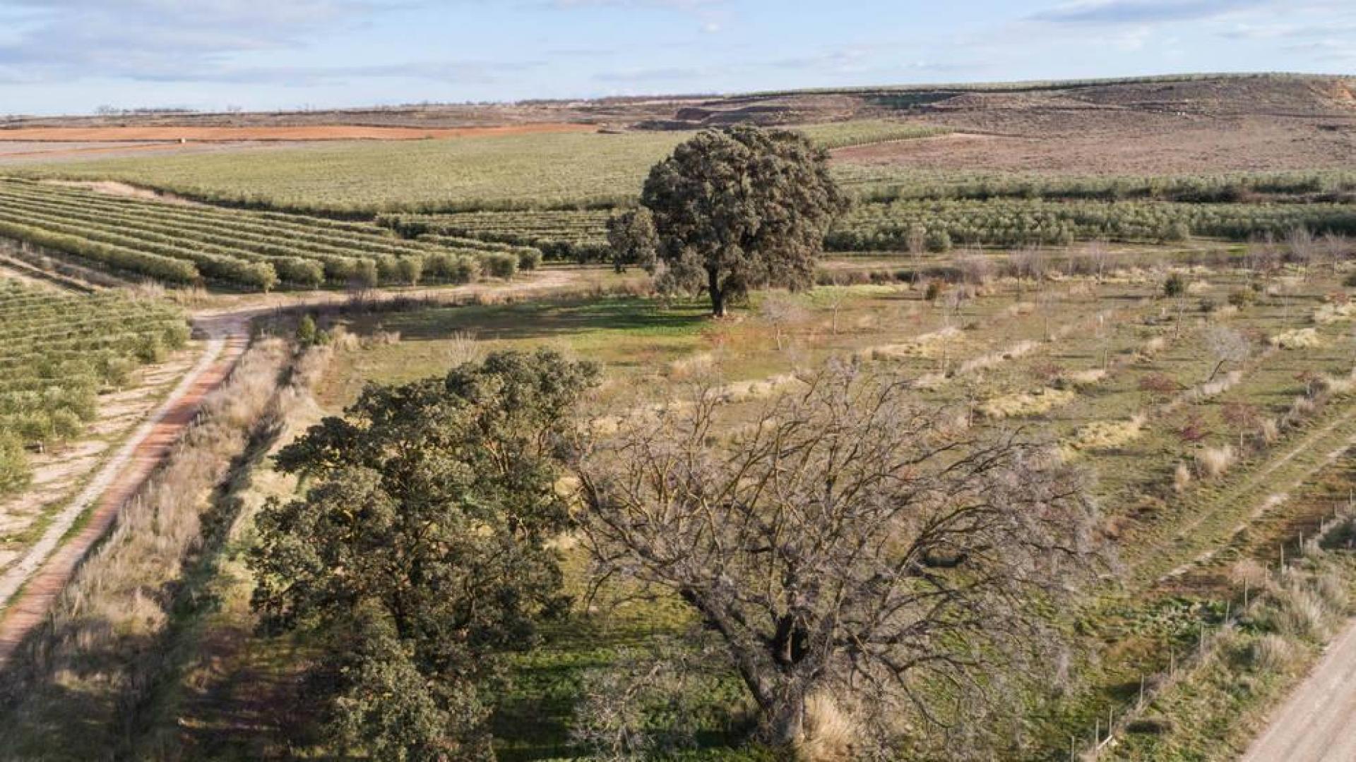 La encina muerta de Corella que es monumento natural no se cortará