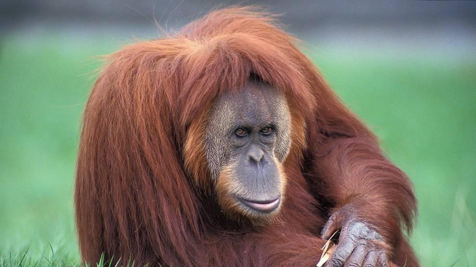 ¿Qué animales está prohibido tener?
