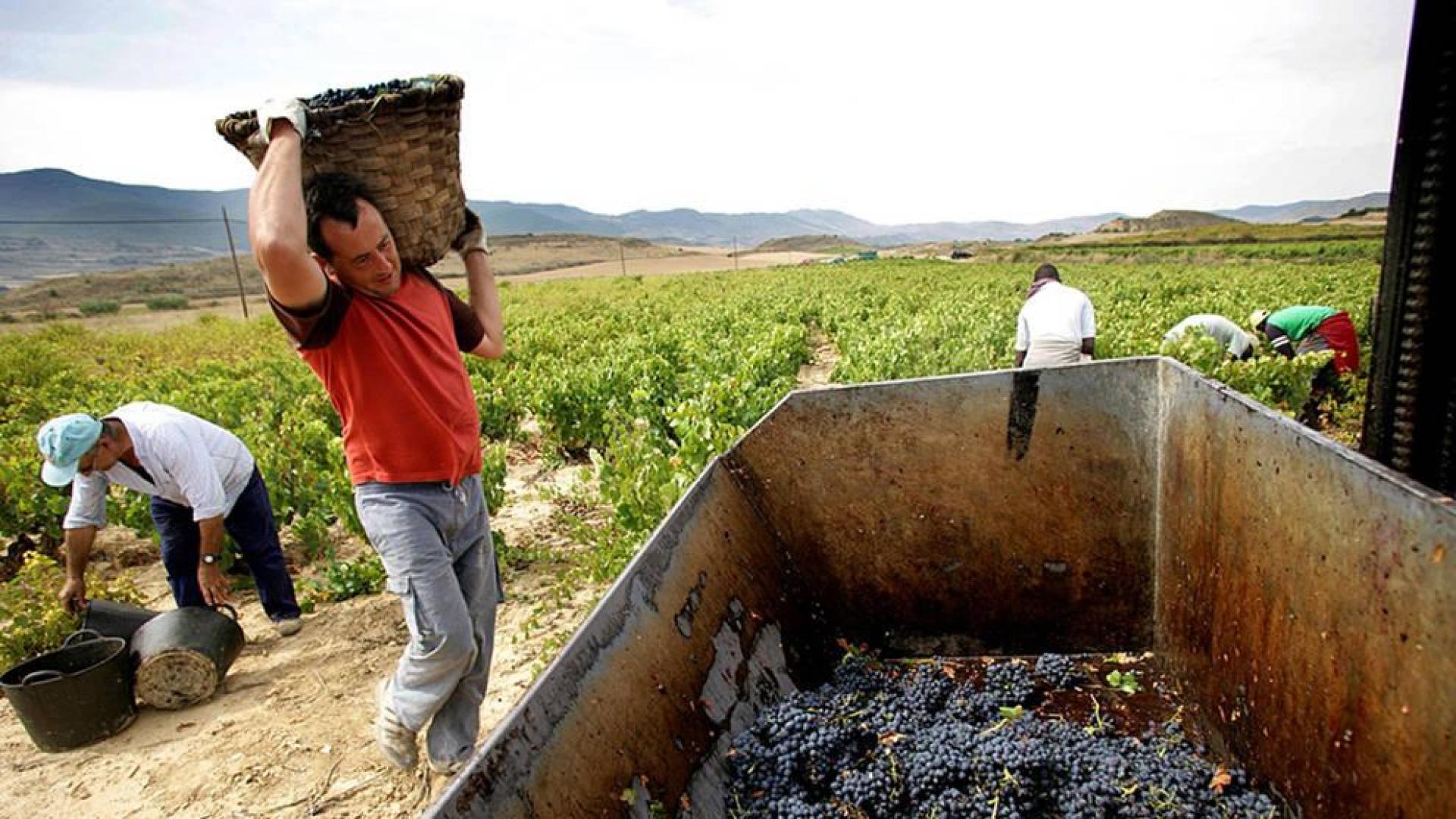 La Ruta del Vino celebra su ampliación con varias actividades en vendimia
