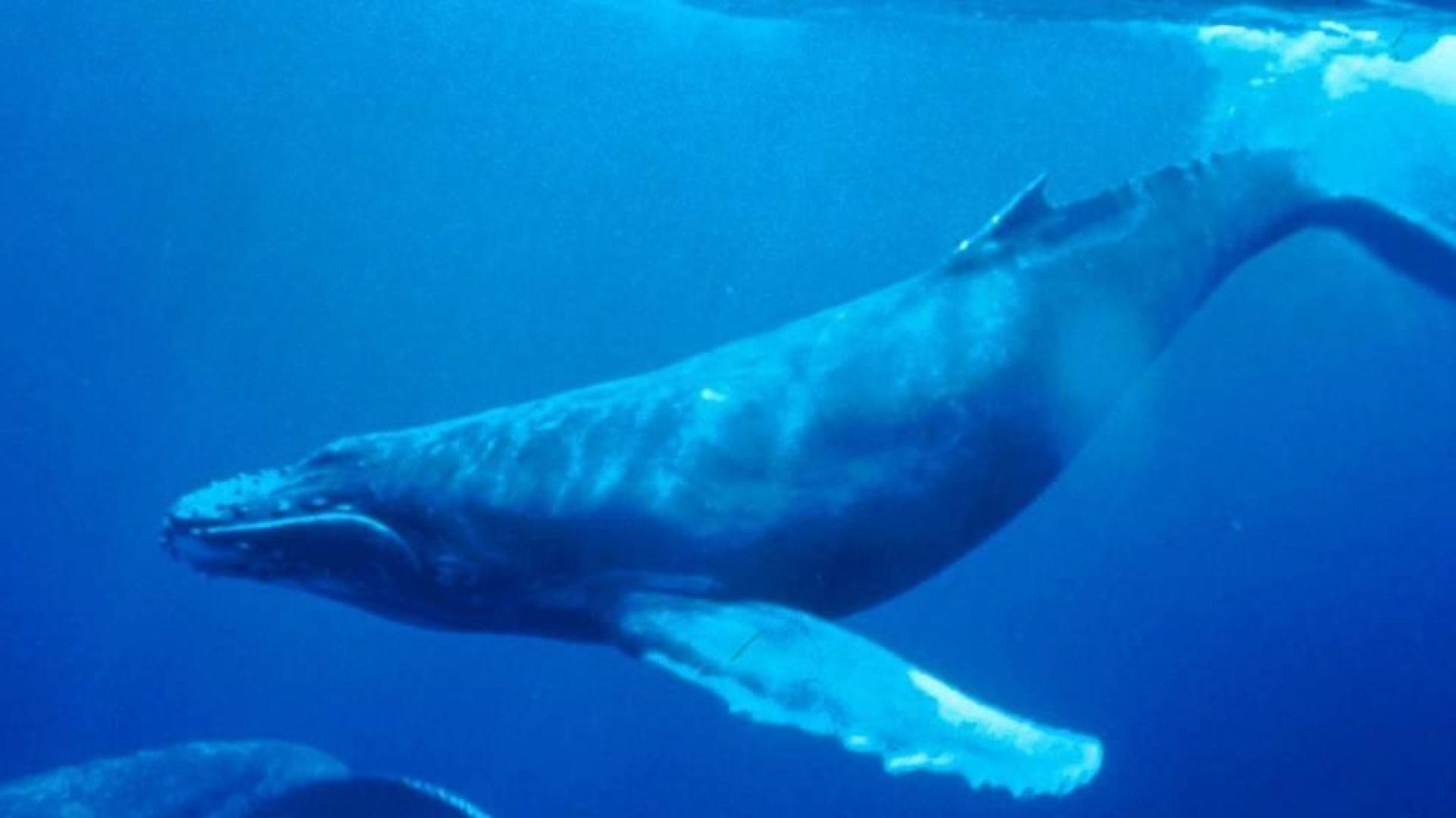 Muere una ballena en una cala de Mallorca, probablemente, tras ingerir plástico
