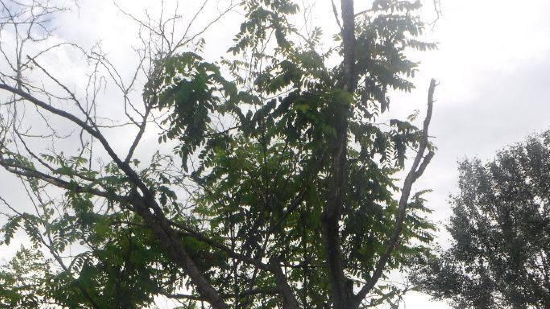 Las fuertes rachas de viento este miércoles por la tarde, que llegaron hasta los 70-80 kilómetros por hora, provocaron la caída de ocho árboles en distintas zonas de la ciudad, causando únicamente daños materiales en vehículos estacionados en la calle y en mobiliario urbano.