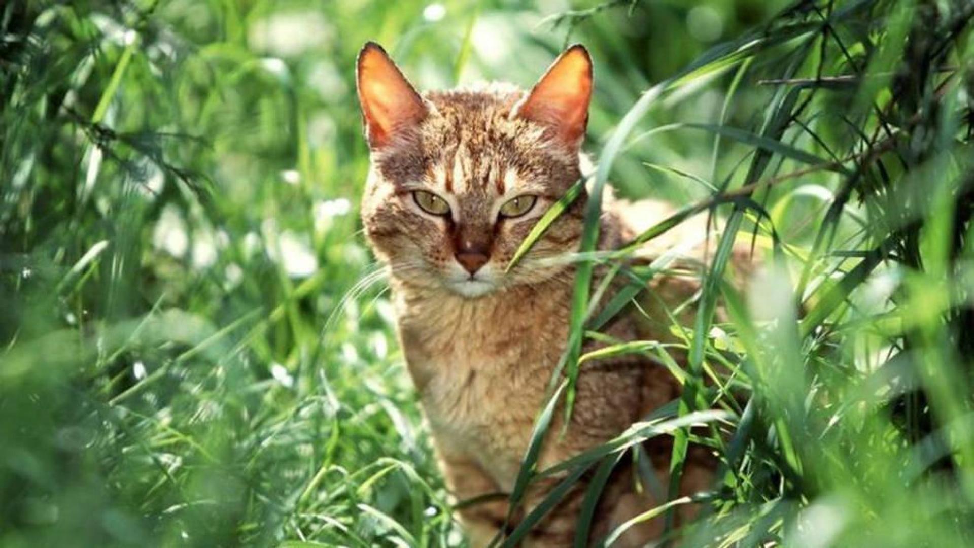 Restos de ADN revelan los orígenes de la domesticación del gato