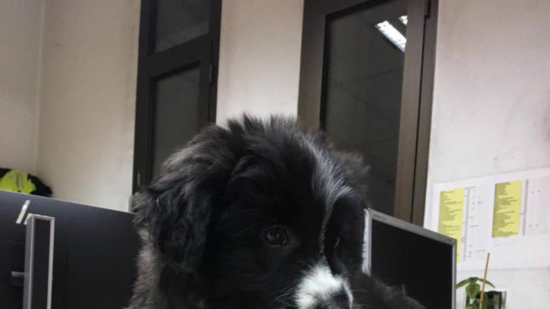 Entregan a la policía un cachorro encontrado en las calles de Pamplona