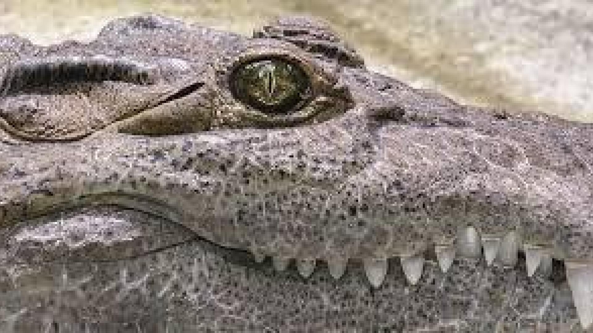 Descubierto un primo de los dinosaurios, el reptil 'Arcosaurio'