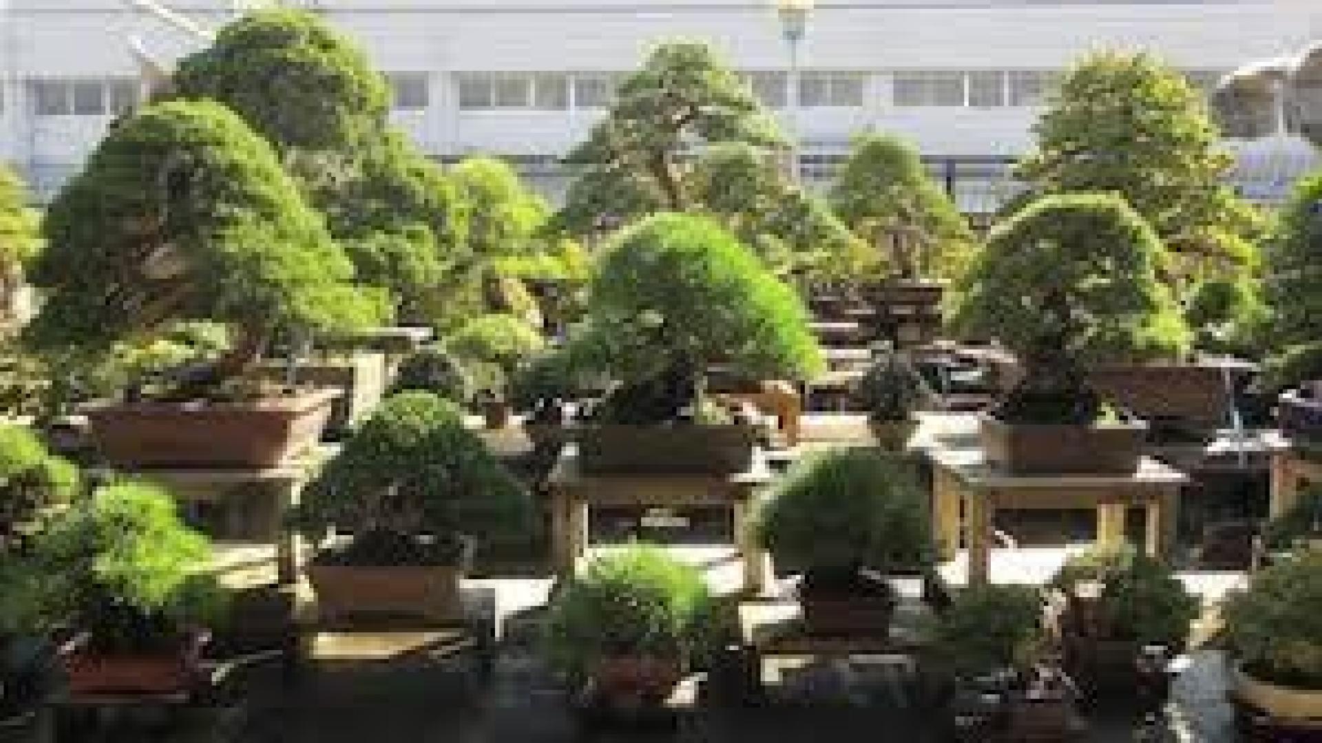 ¿Quién está robando bonsáis en Japón?