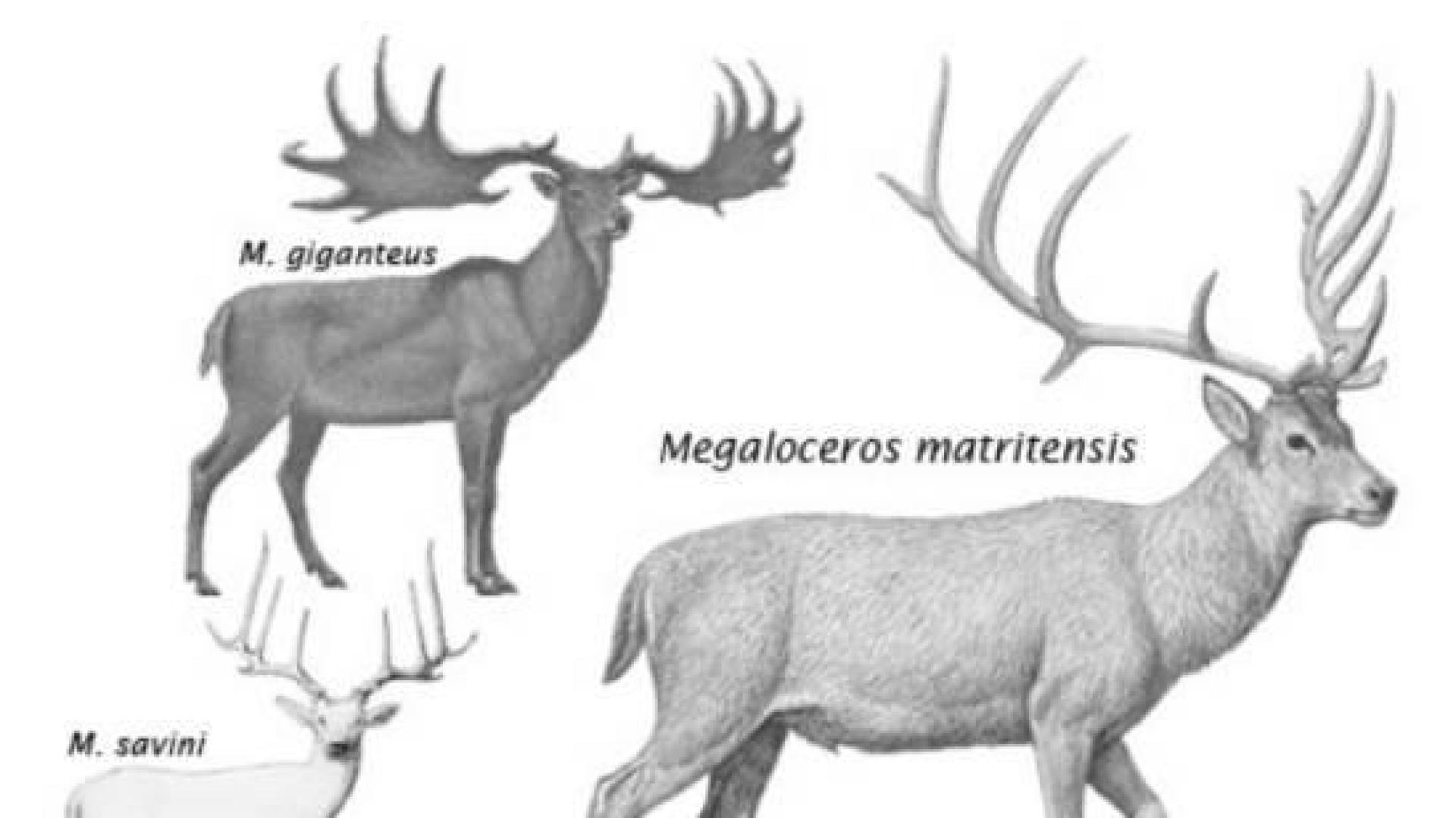 Una nueva especie de ciervo gigante 'enano' poblaba Madrid hace 400.000 años