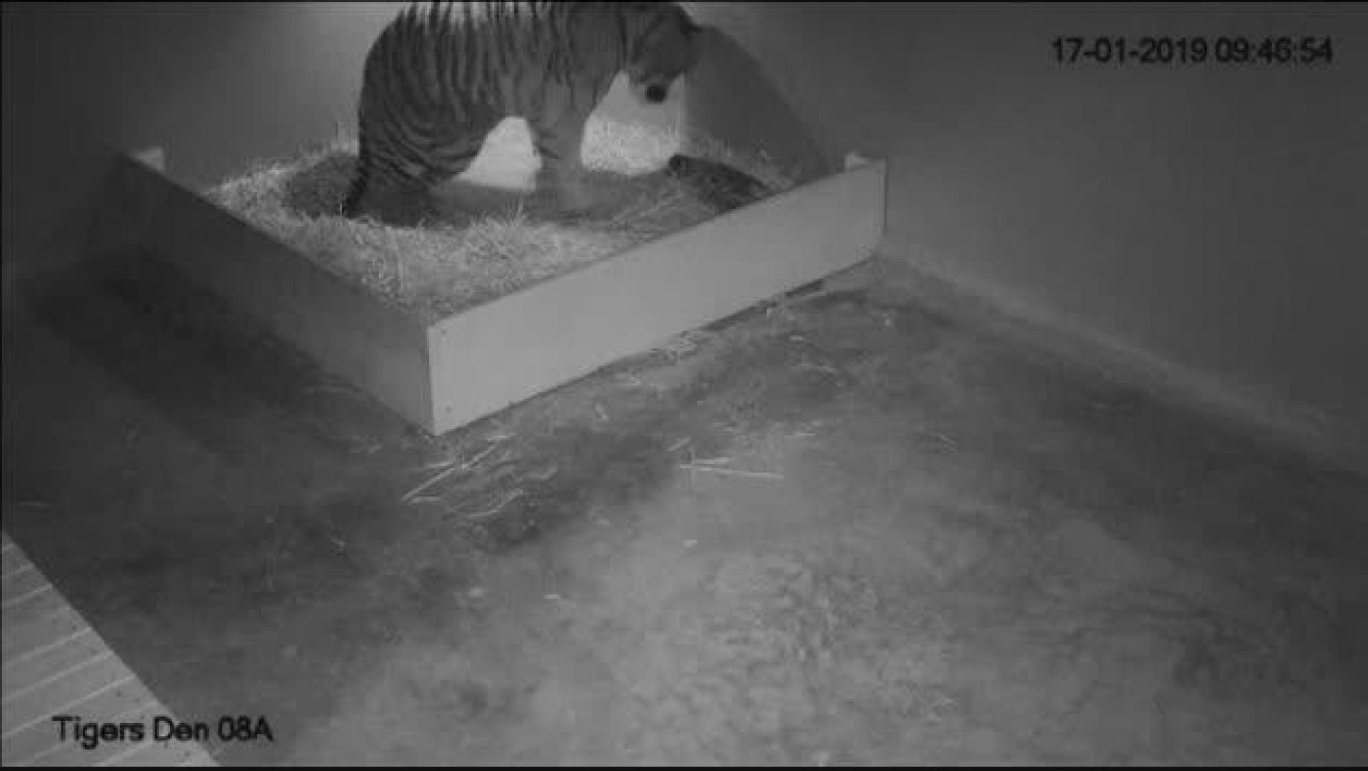 Nacen tres tigres de Sumatra en un zoo de Sídney
