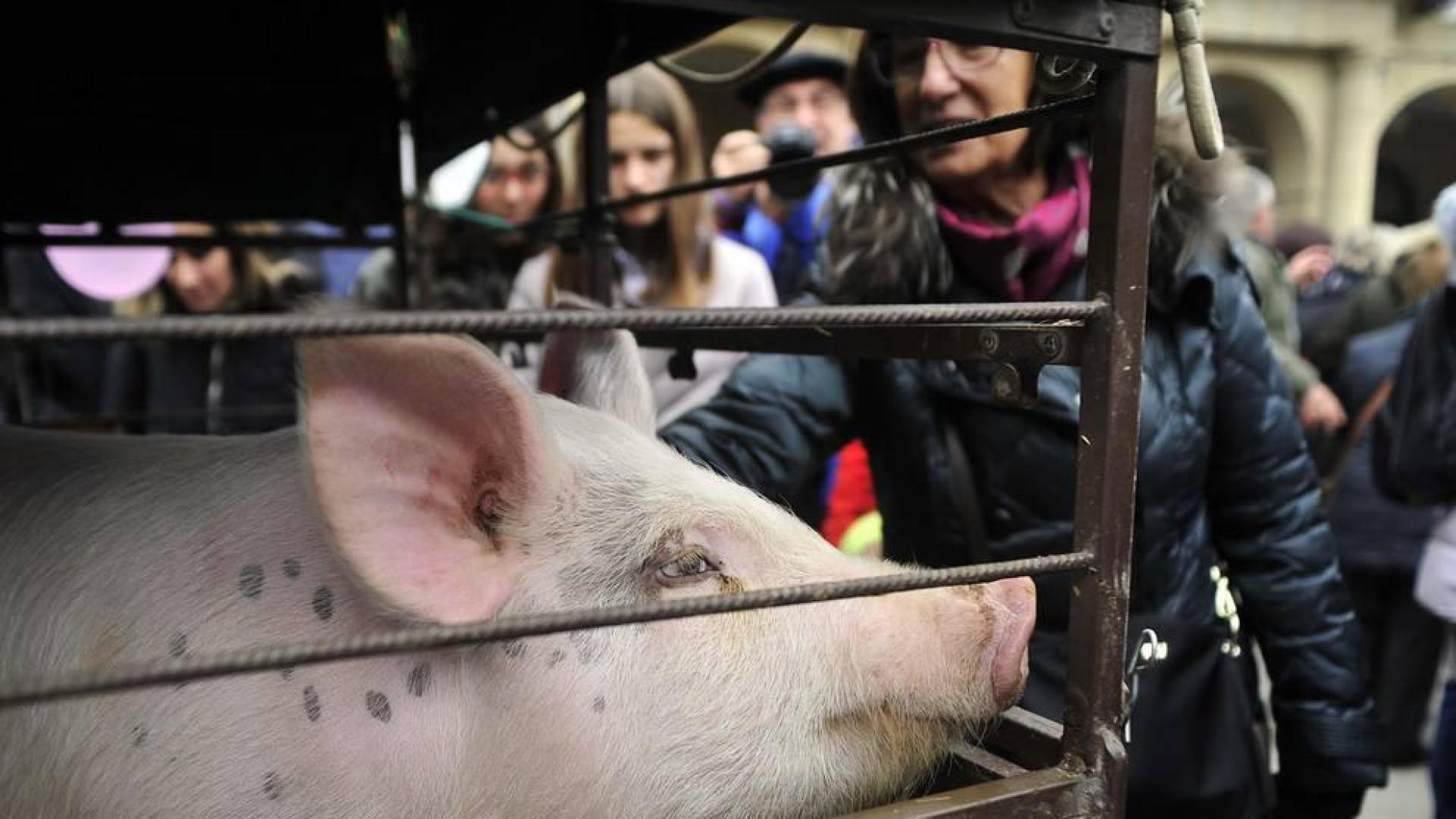 Tafalla celebró este domingo el último día de sus ferias con multitud de vecinos y visitantes que se acercaron a la plaza del Ayuntamiento donde se congregaron un total de treinta puestos artesanales y a la tradicional Rifa del Cuto.