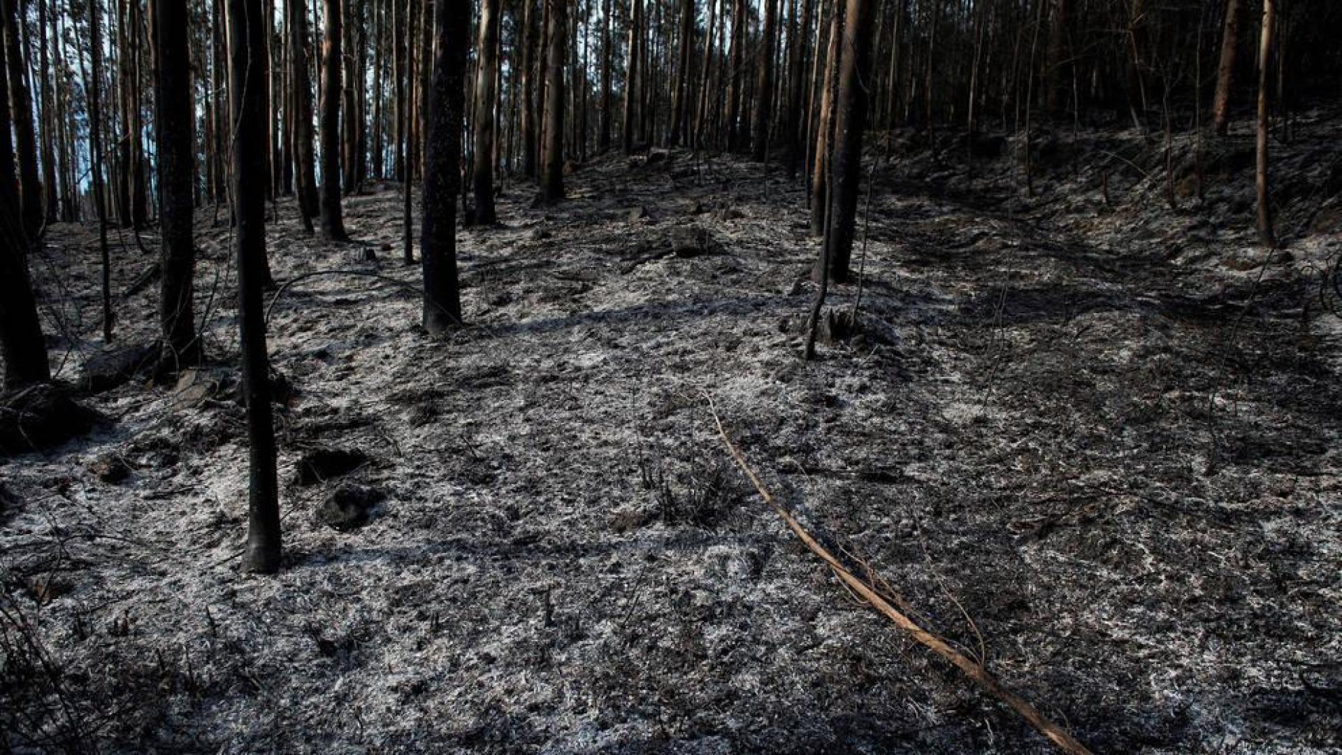 Mejora la situación de los incendios en Cantabria, con 17 focos activos