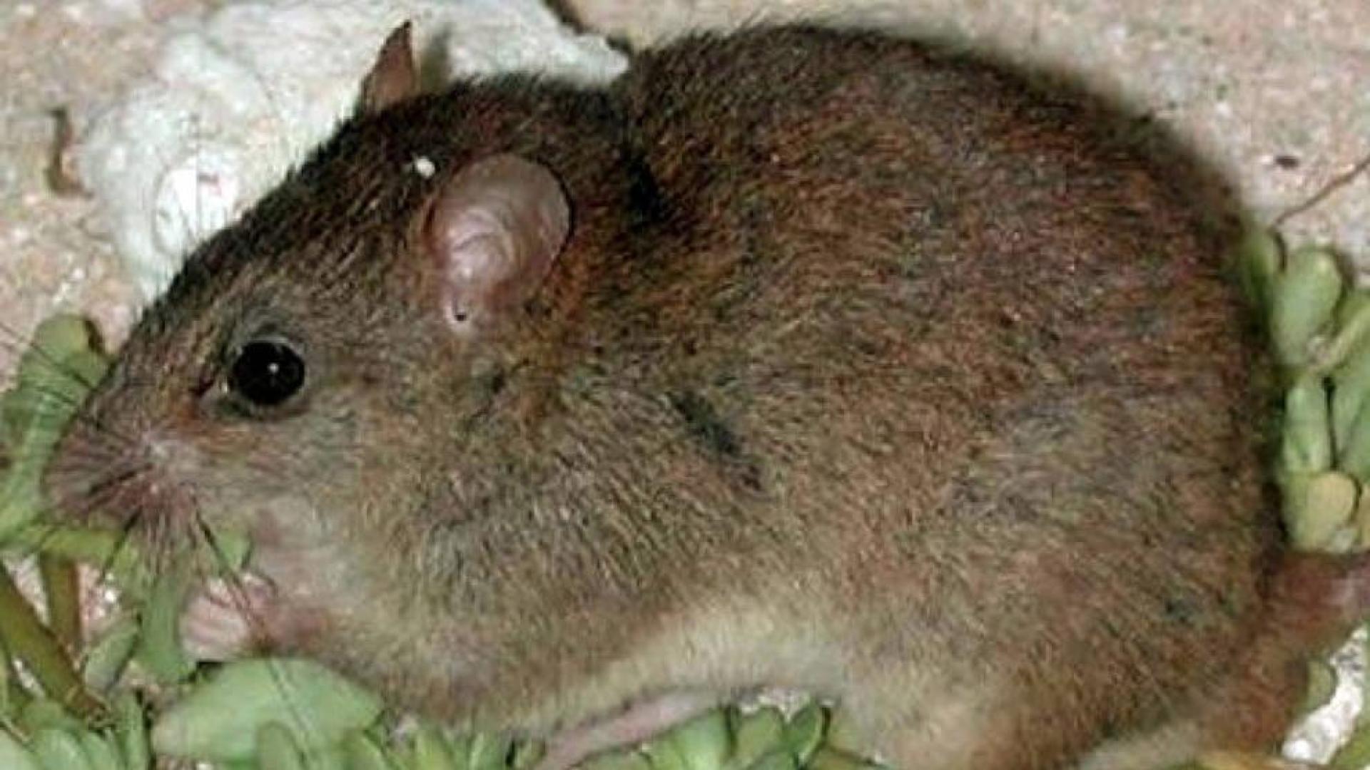 Fotografía facilitada por WWF Australia del Melomys rubicola.