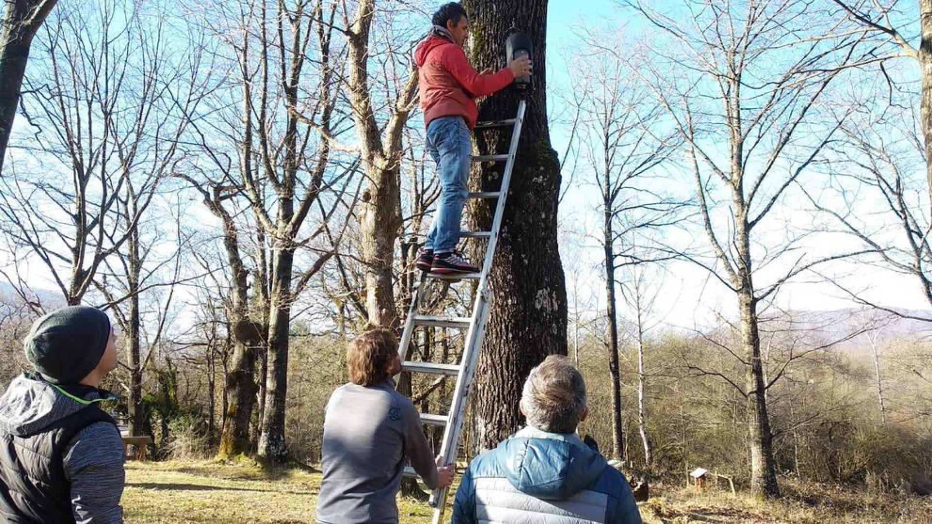 Una iniciativa refuerza la adaptación del murciélago forestal en Alsasua