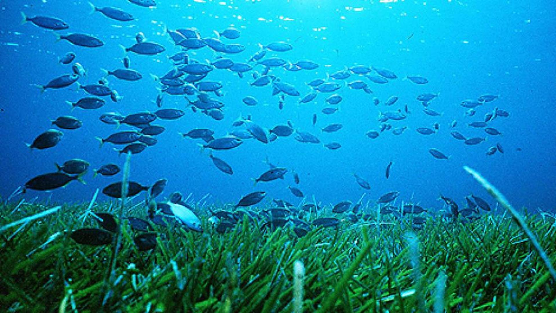 Todos los ecosistemas marinos están contaminados