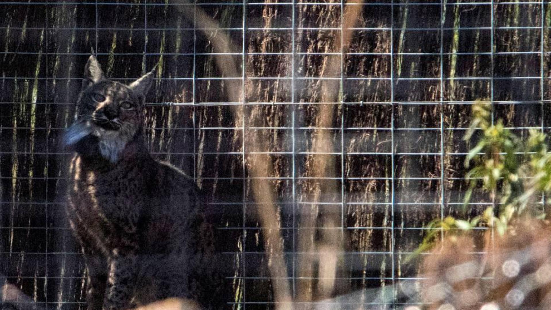 Suelta de un ejemplar de lince ibérico en el Parque Nacional de Cabañeros.