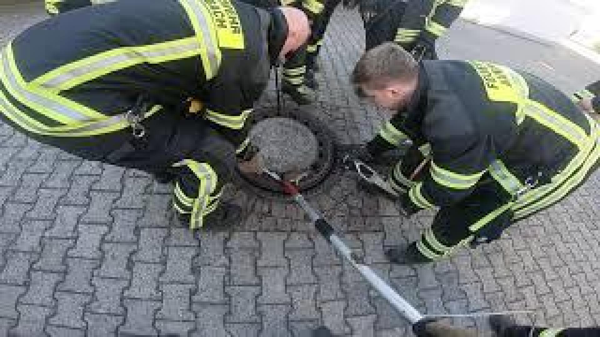Siete bomberos para rescatar a una rata gorda atrapada en la tapa de una alcantarilla