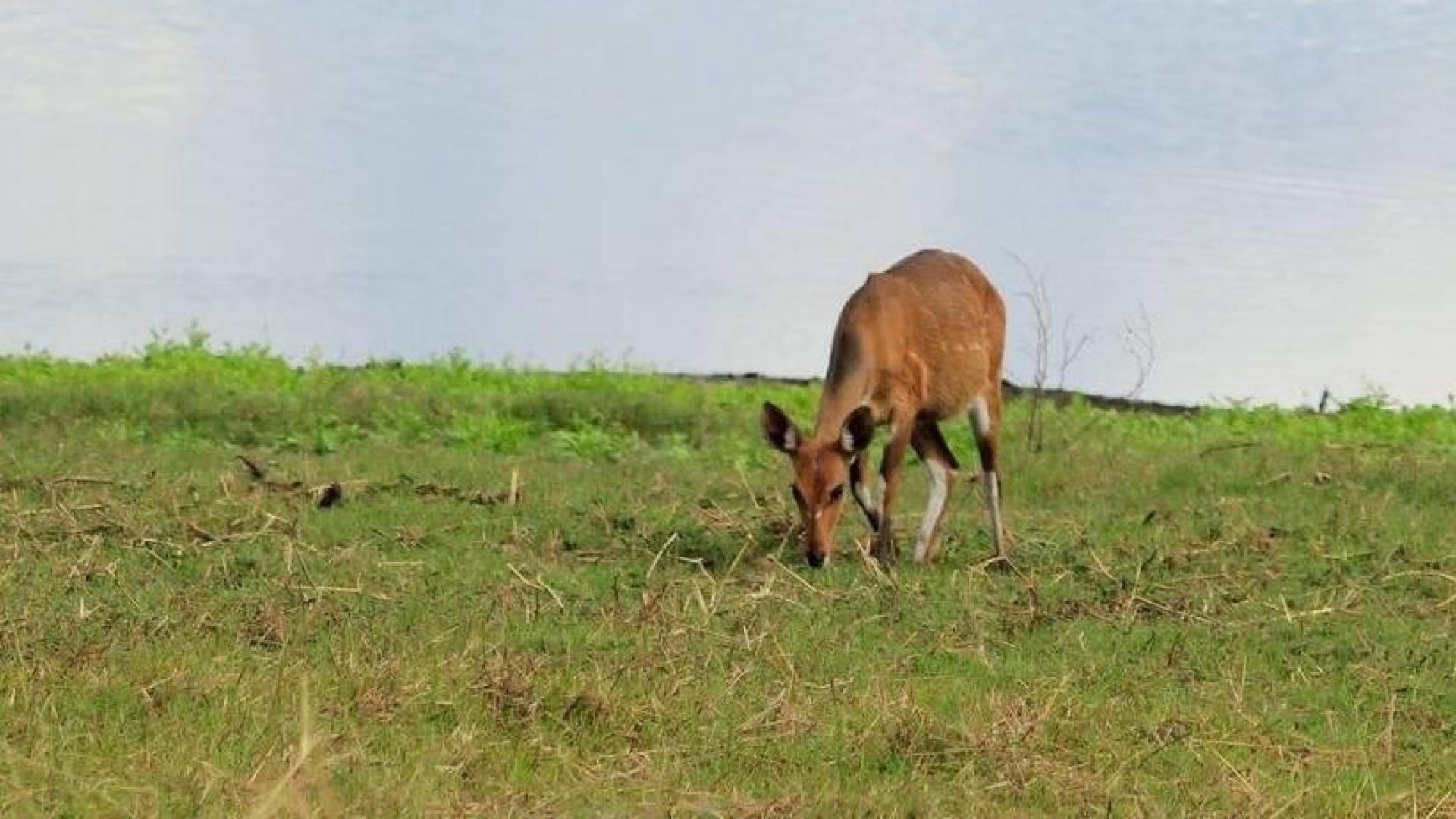 La guerra crea insólitos paisajes sin carnívoros en la sabana africana