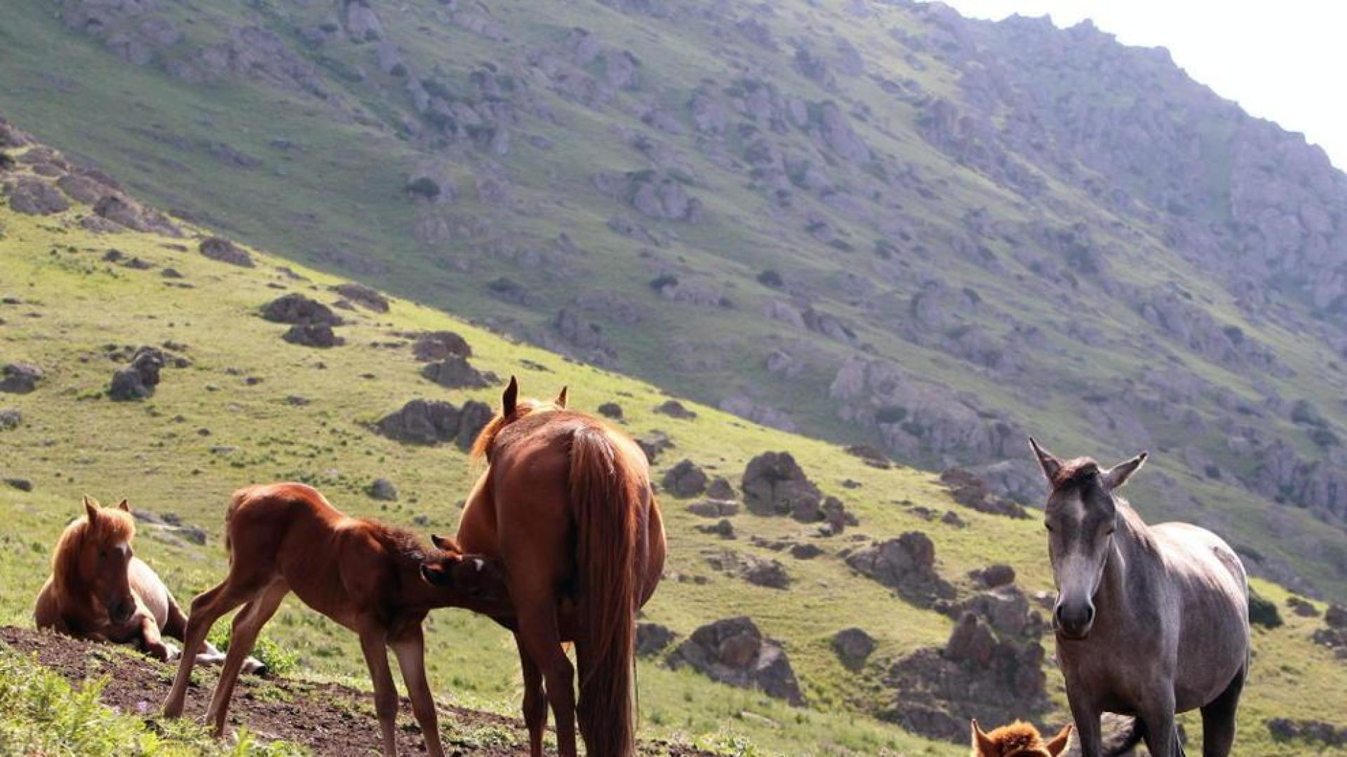 Detenido un cántabro e imputado otro por el sacrificio "irregular" de 2.000 caballos