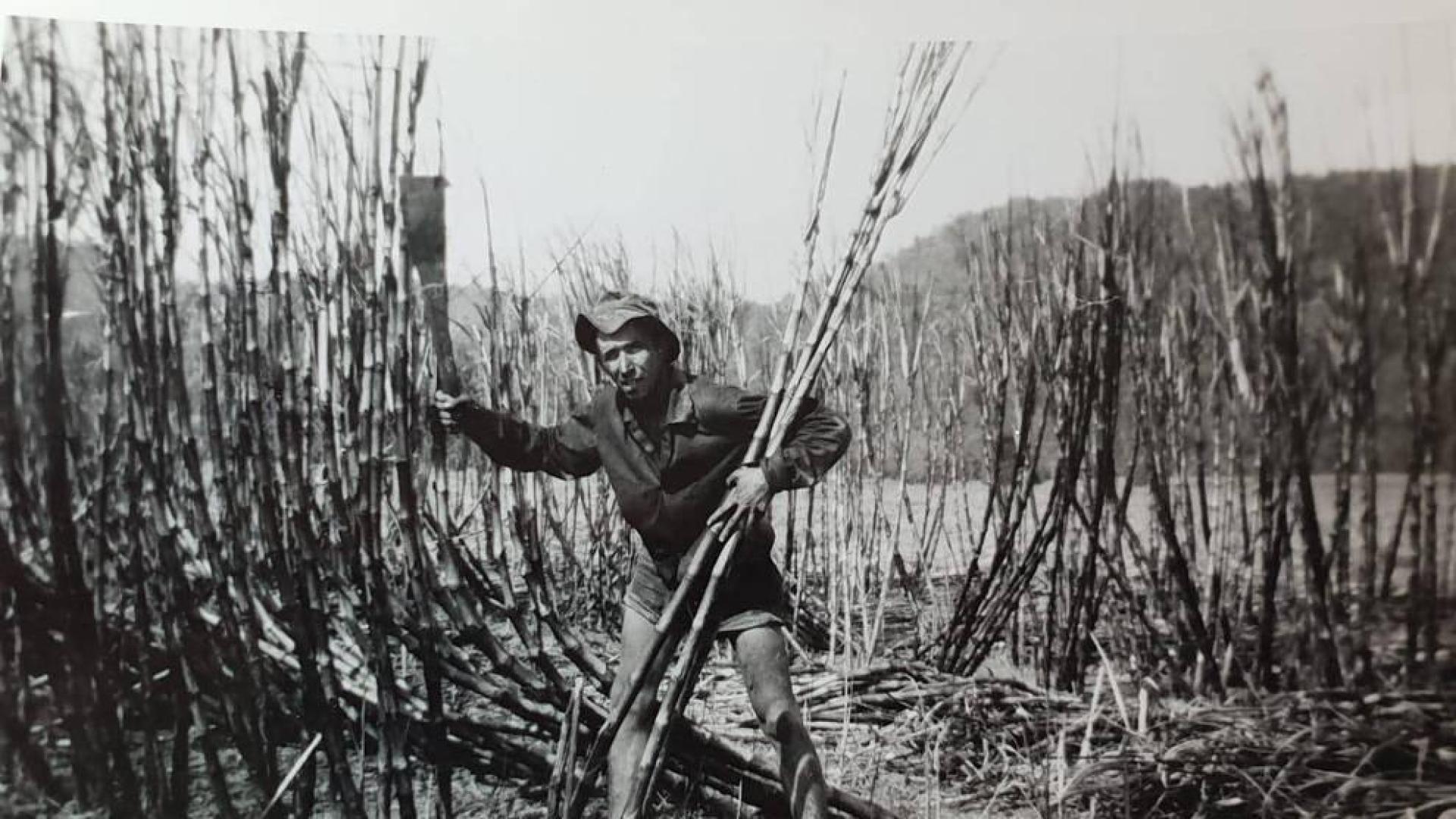 Pedro Garcés, en plena labor de corte de caña de azúcar en una explotación australiana.