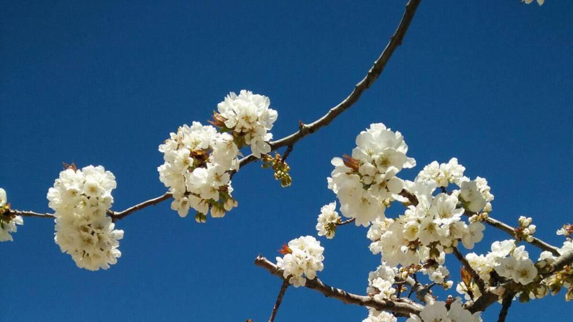 La primavera, retratada por los lectores de Diariodenavarra.es.