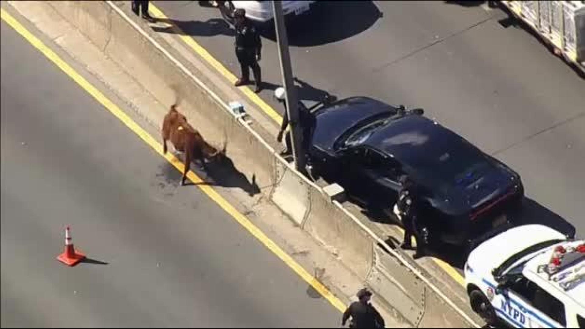 Una vaca causa el caos en una autopista de Nueva York