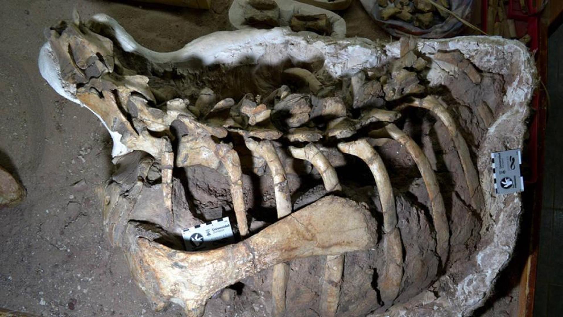 Carcasa del dinosaurio Mahuidarcursor descubierto en Argentina