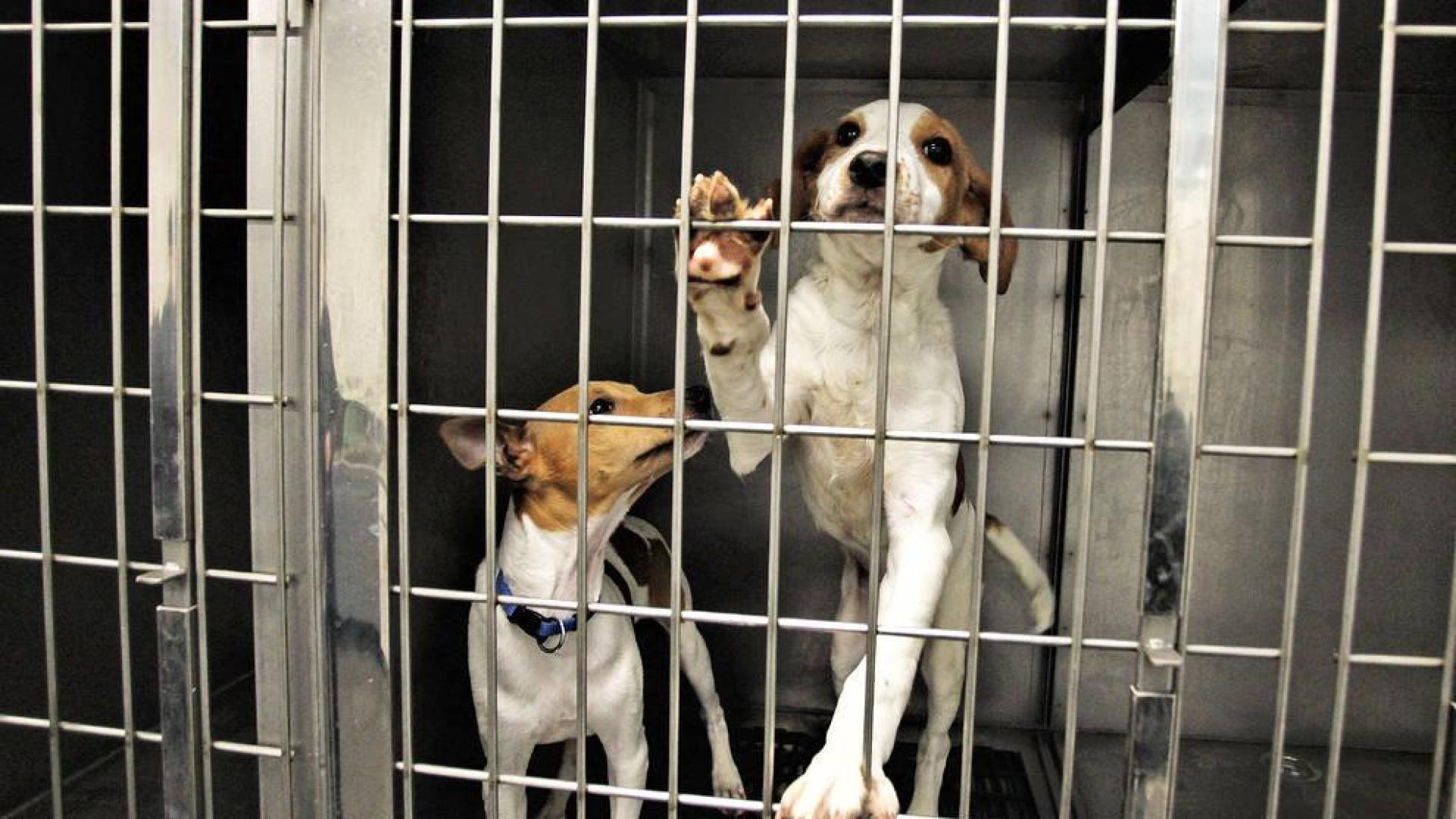 Recogidos más de 700 perros y 850 gatos abandonados en 2018