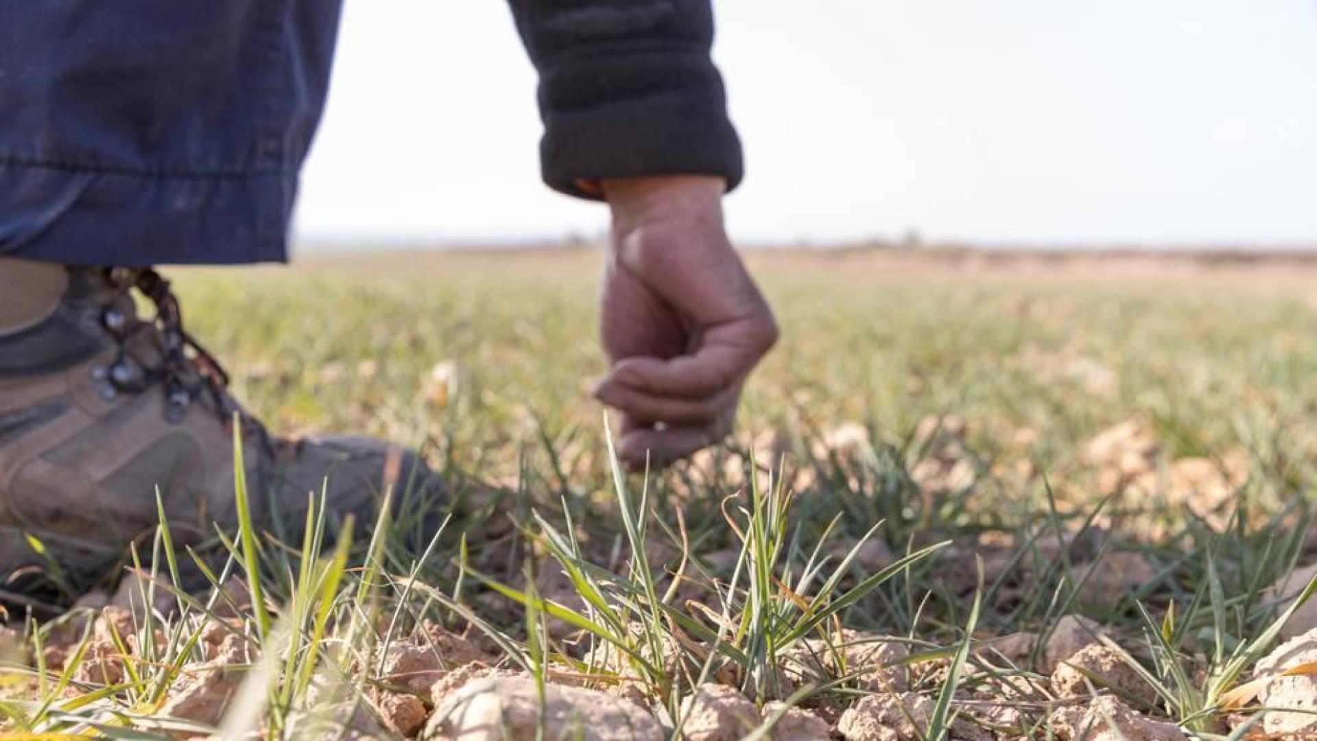 Una persona se agacha para mirar el estado de las plantas de cereal en un campo de secano de Tudela.