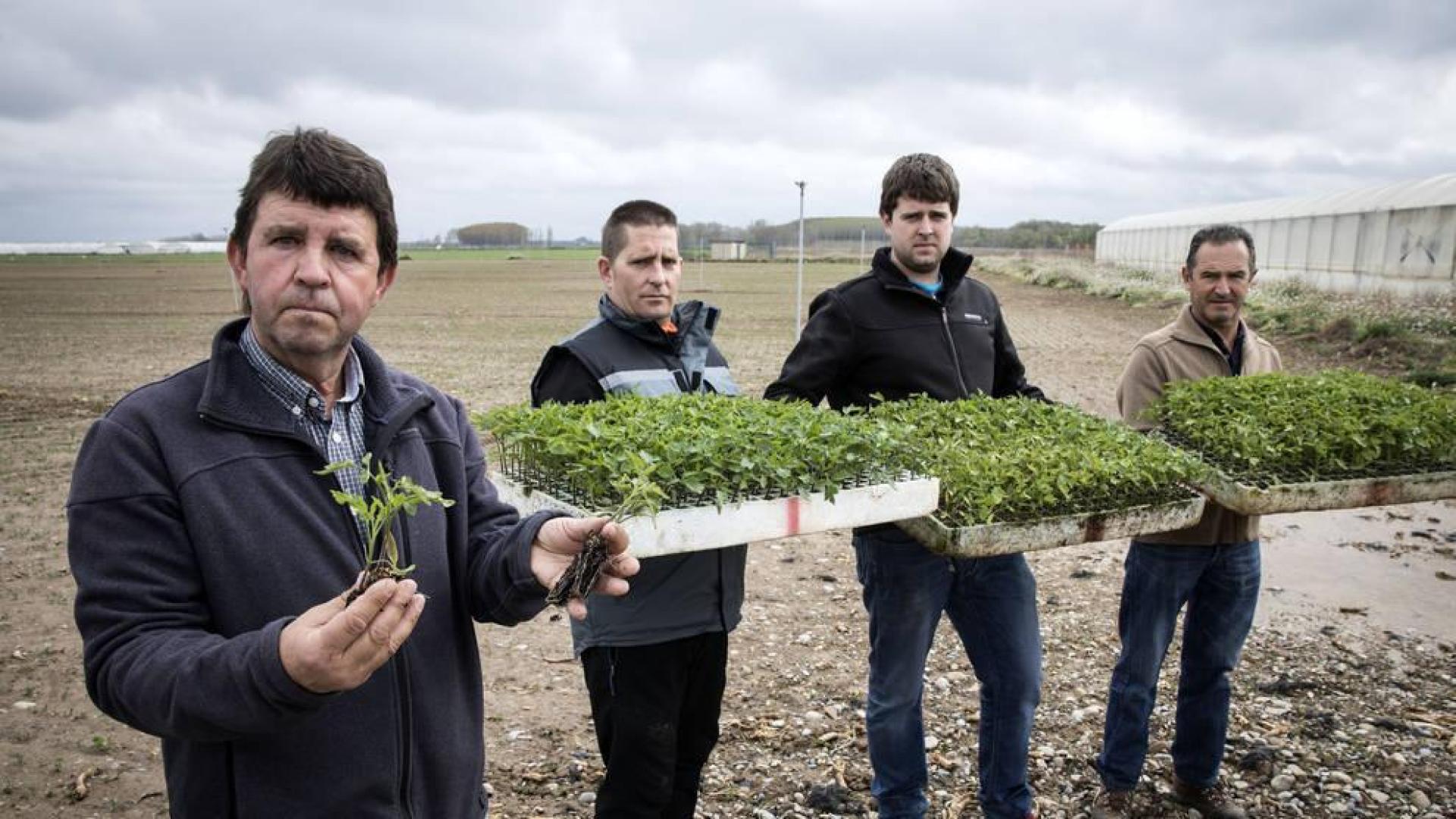 Javier Burgui: “Si no se planta tomate no podremos contratar a 30 personas para trabajar”