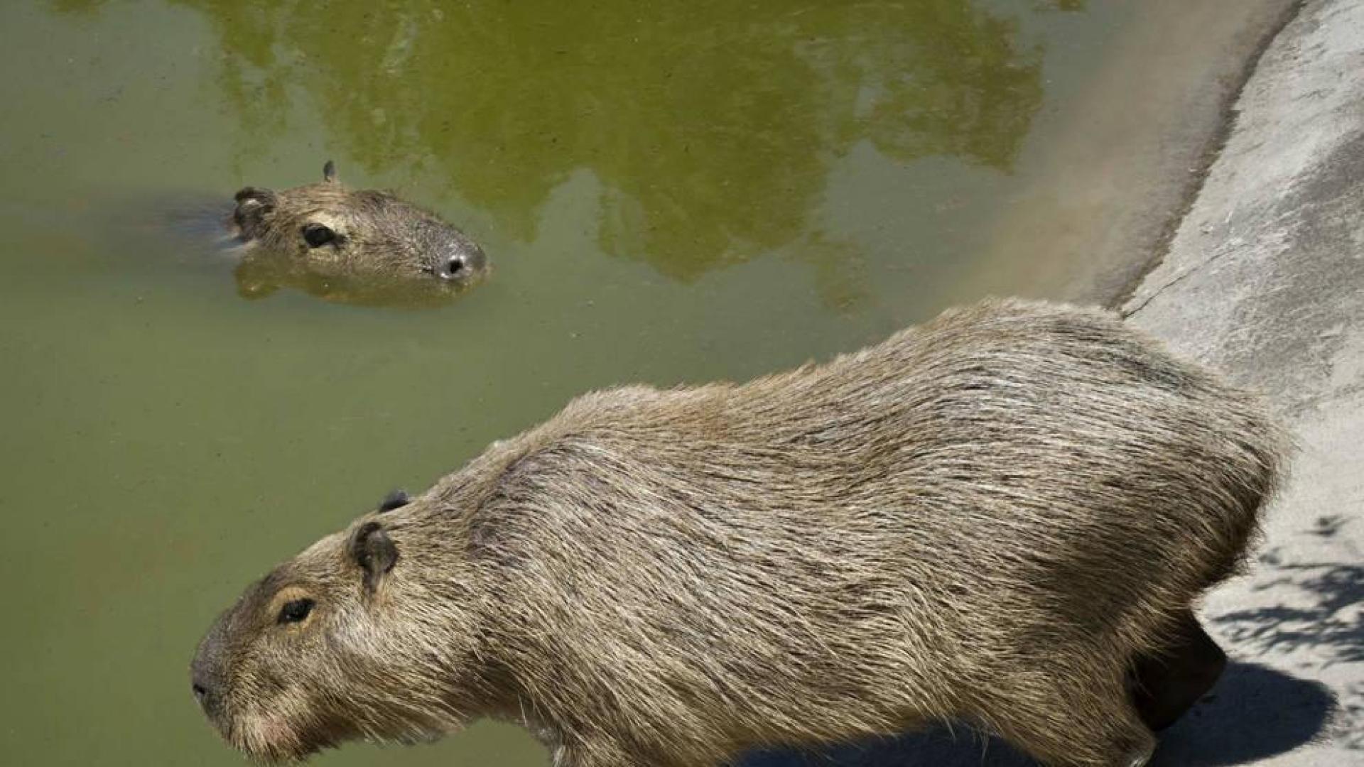 Sendaviva arranca el sábado su nueva temporada aumentando la familia animal