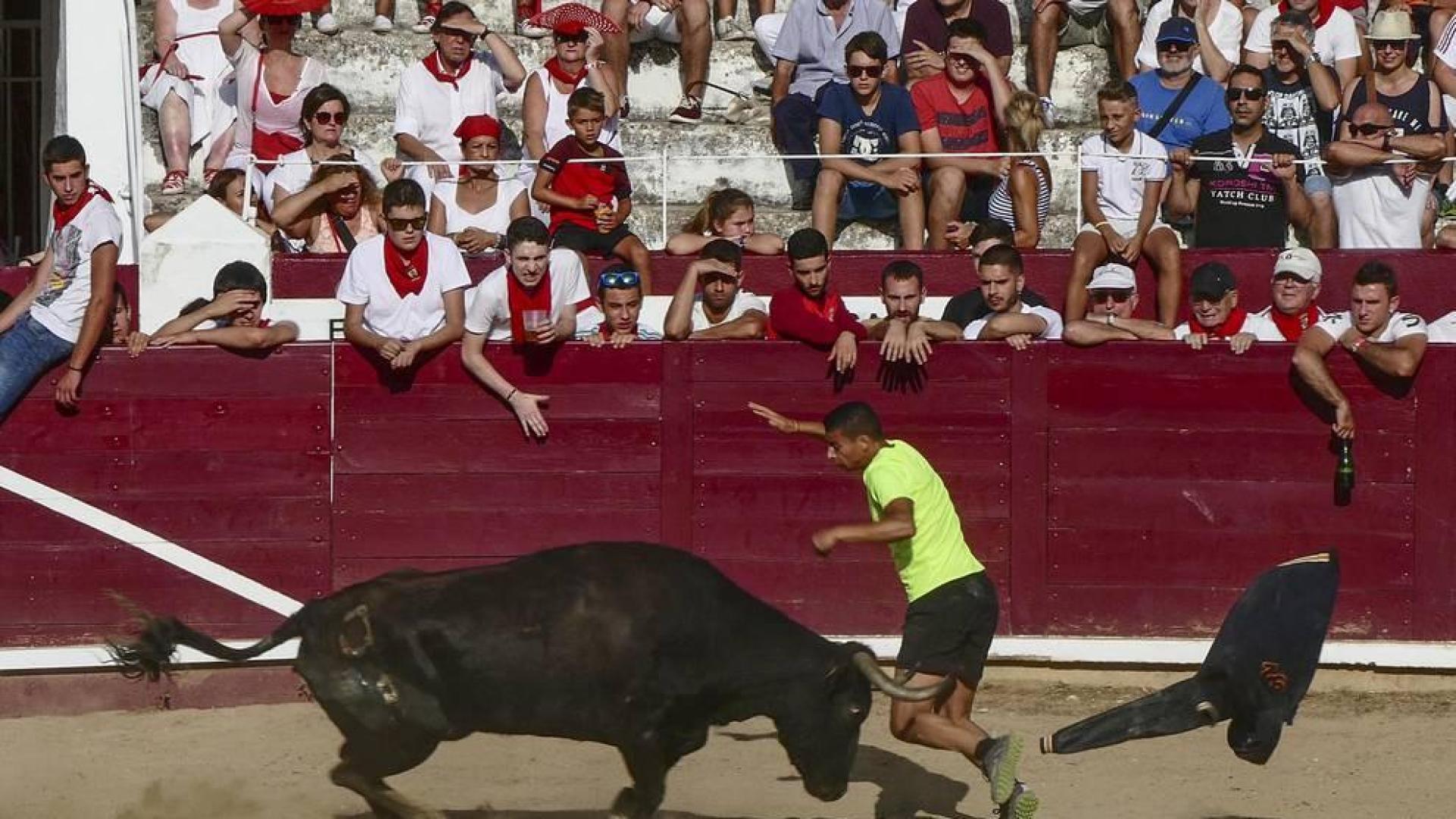 La plaza de toros, espacio de esparcimiento canino