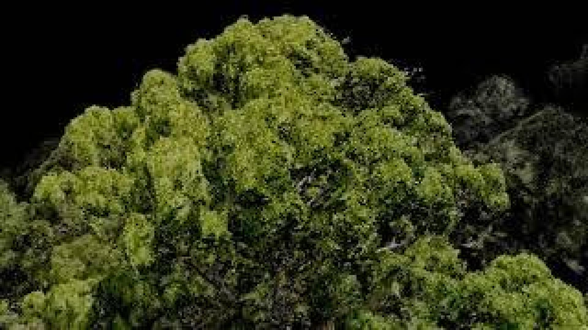El árbol más alto del mundo