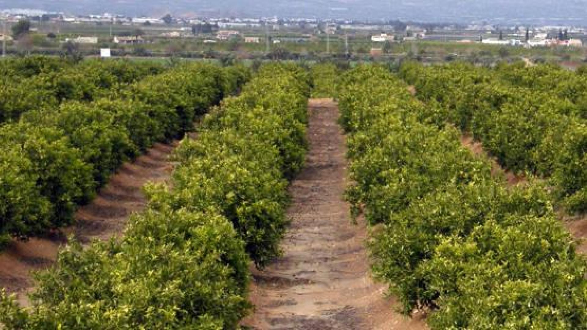 Un campo de naranjos en la Comunidad Valenciana.