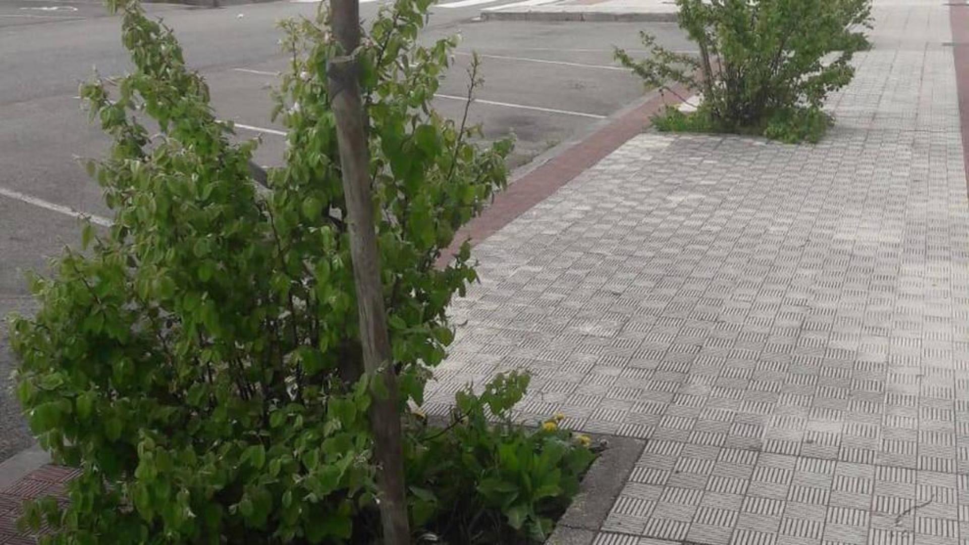 Alertan de dejadez en el cuidado de zonas verdes en Pamplona y Comarca