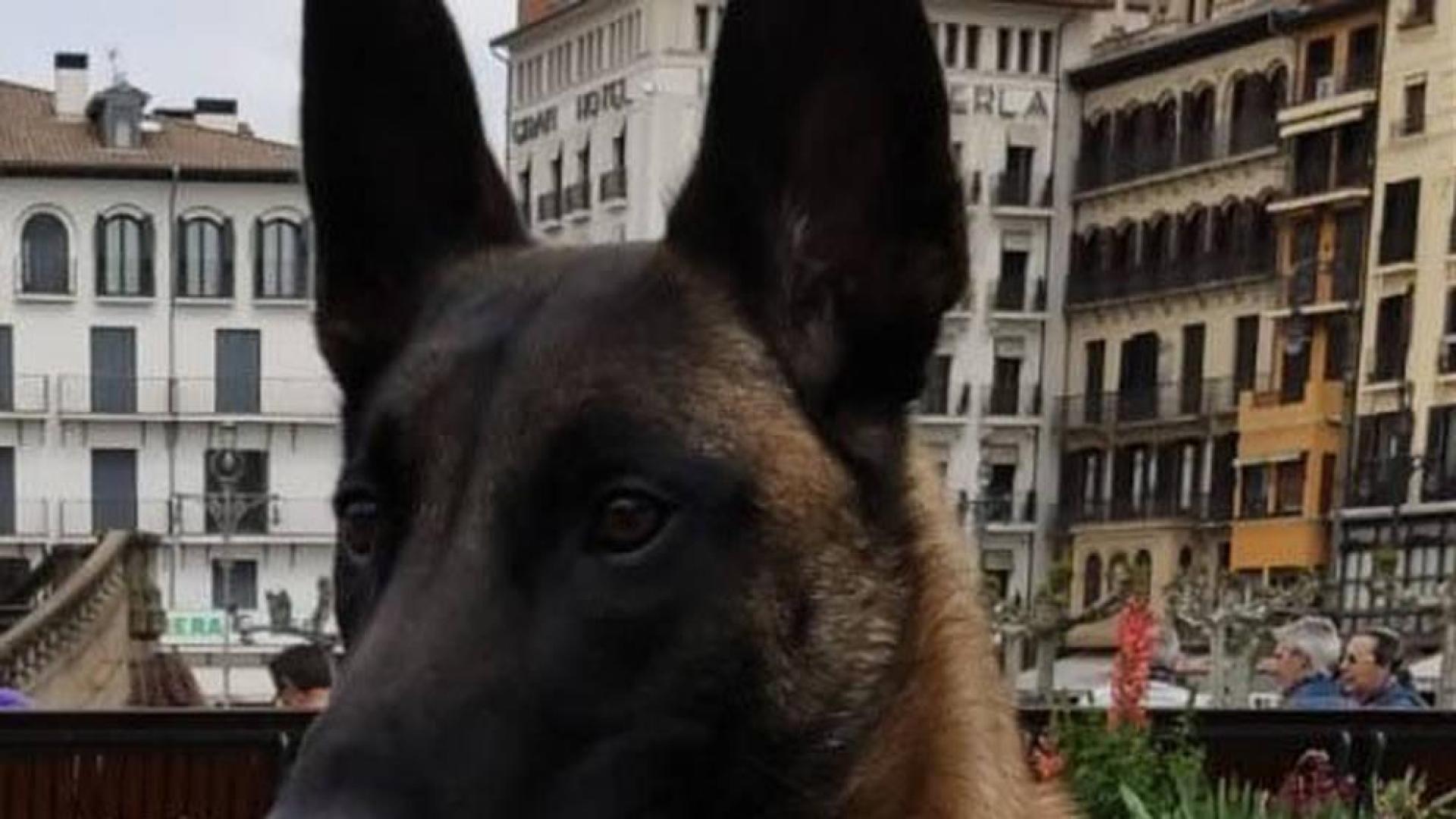 Tyrion, el nuevo perro policía de Pamplona, localiza 78g de speed dentro de un coche