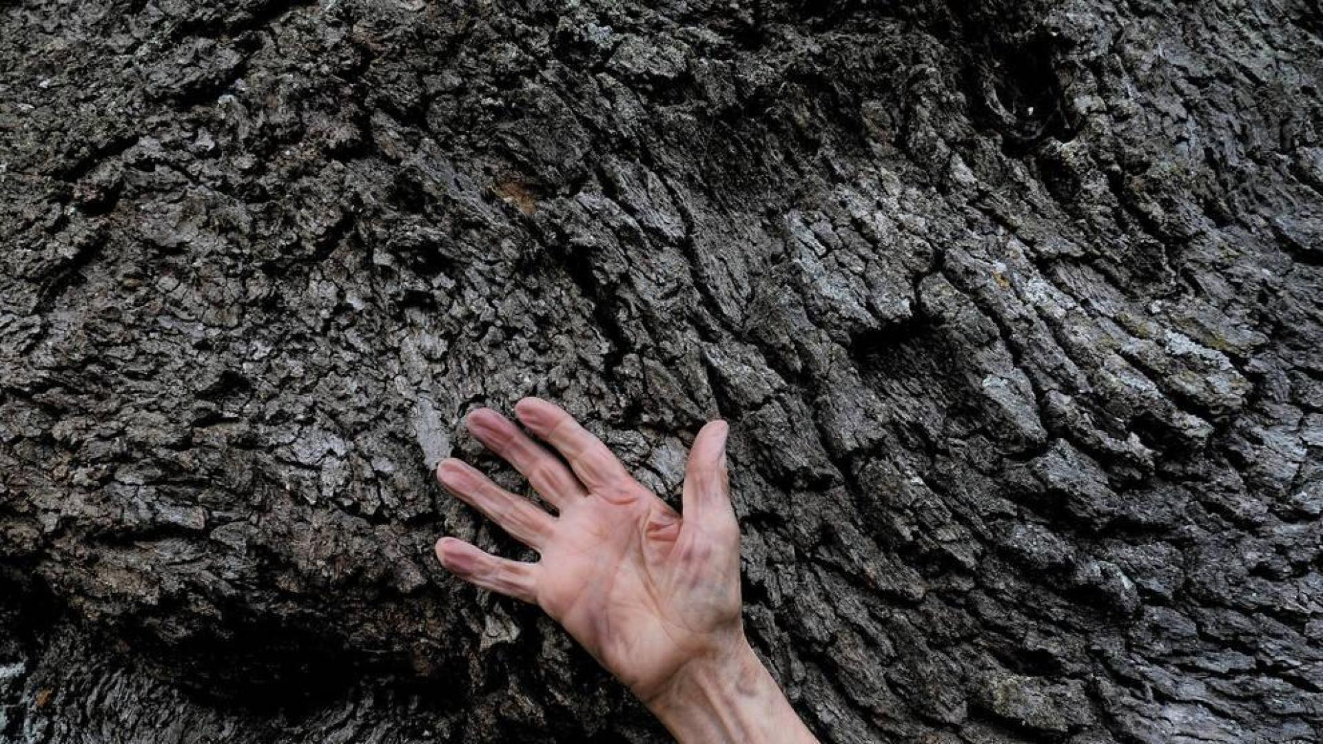 En la piel de un árbol milenario