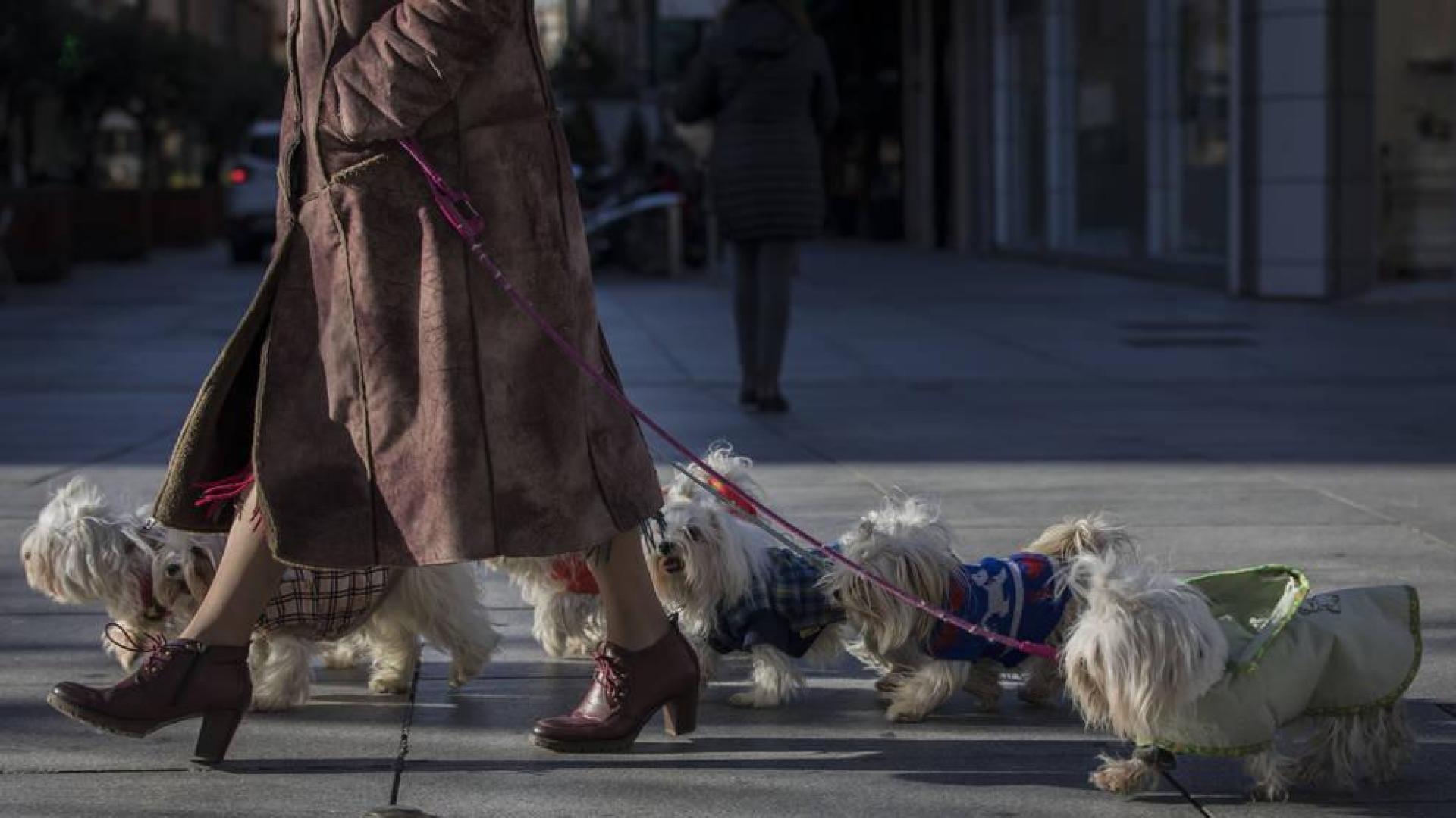 La ley de mascotas obligará al microchip en perros, gatos y hurones