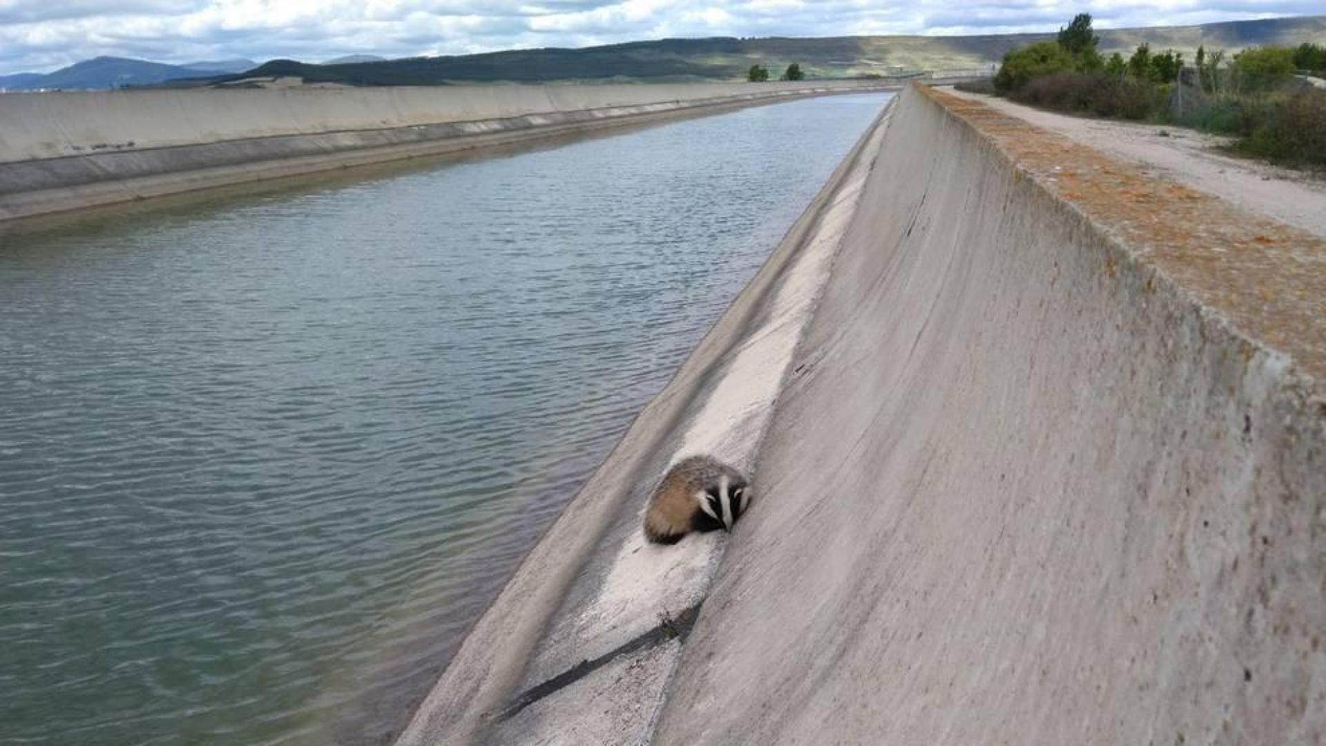 Bomberos de Navarra rescatan a un tejón en el canal de Navarra