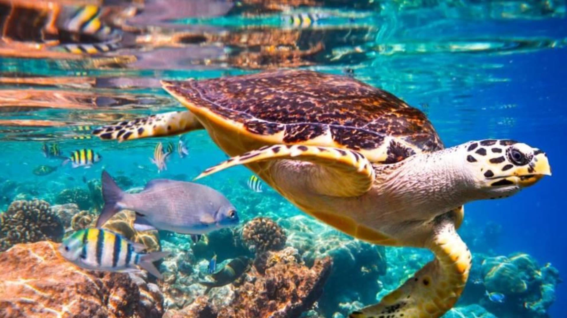 La Tierra afronta la amenaza de extinción de un millón de especies