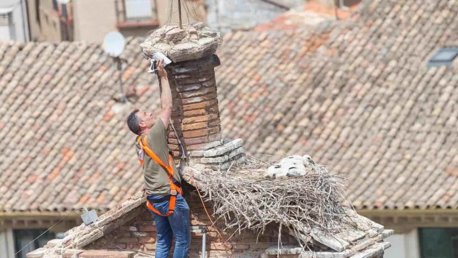Un 'Gran Hermano' para cigüeñas en Tudela