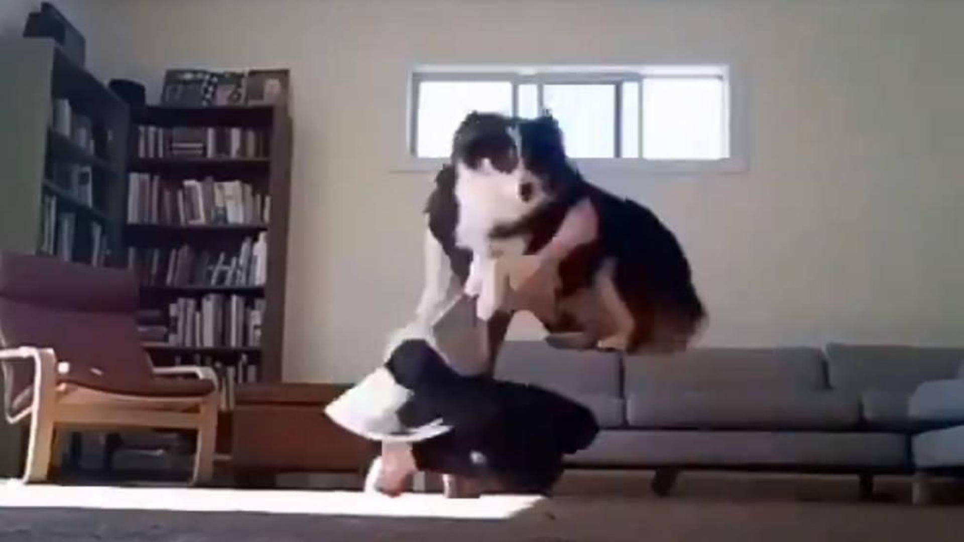 El perro dantzari que baila el aurresku y se ha hecho viral