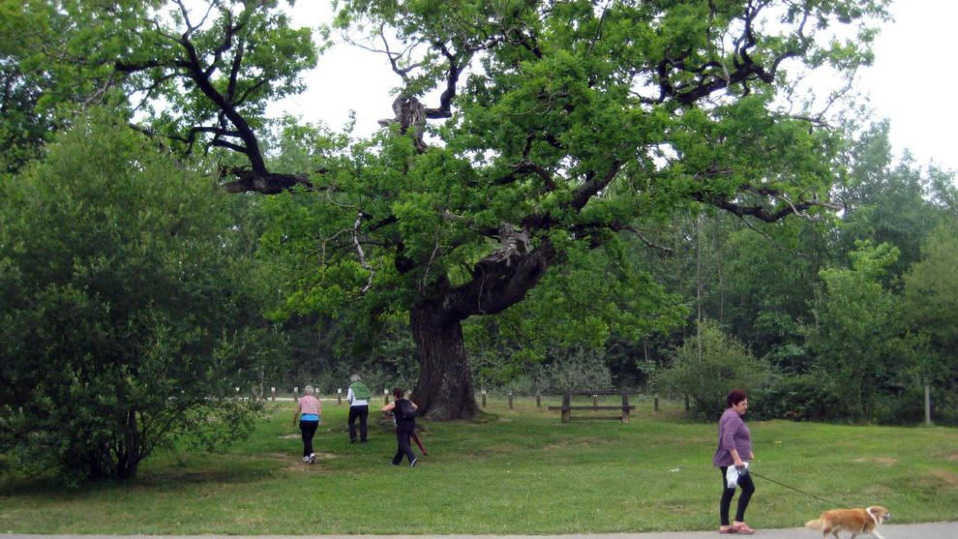 Etxarri Aranatz vuelve a regular el acceso con coche a sus bosques