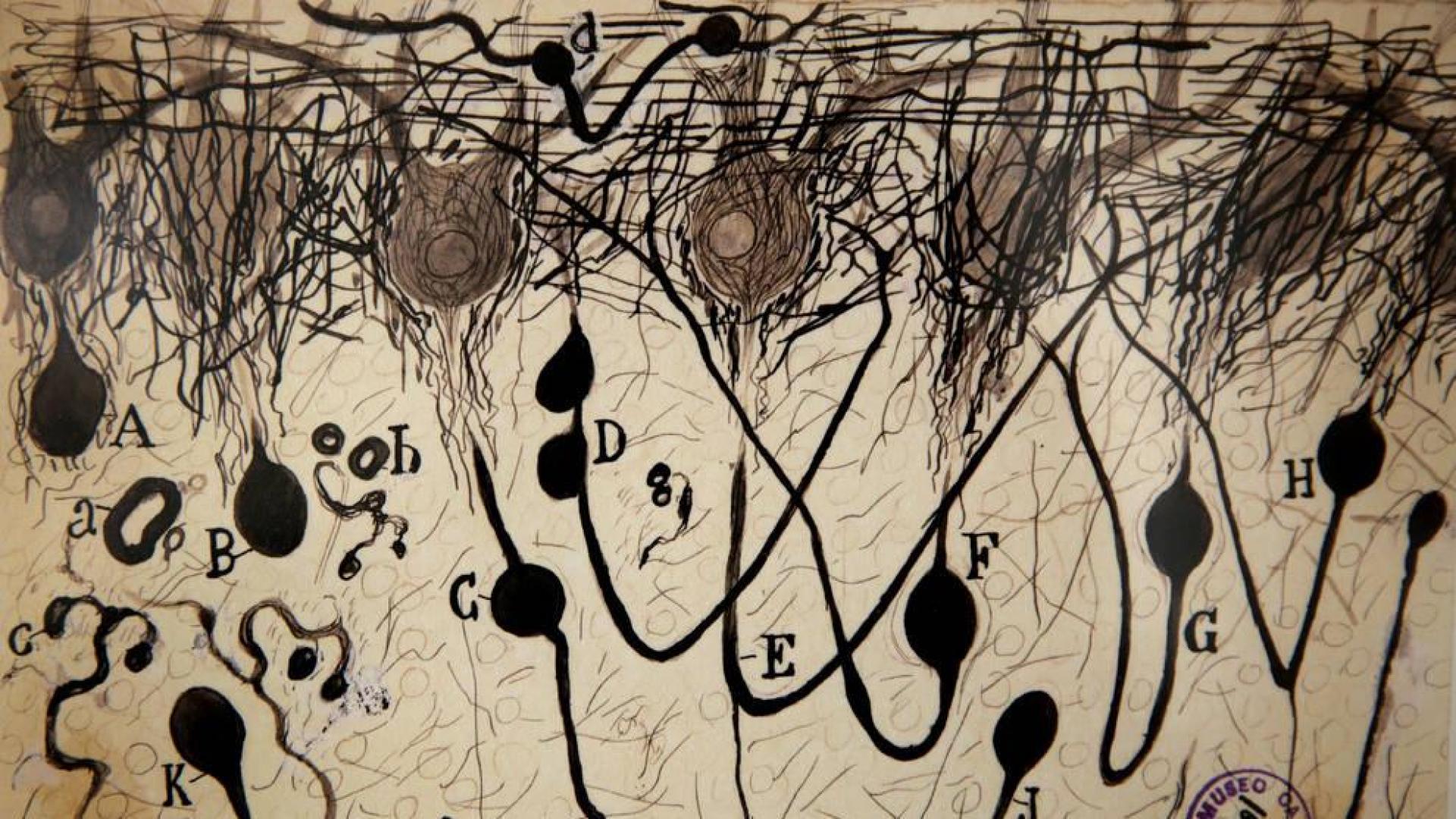 Se exponen en Navarra 36 grabados de Ramón y Cajal sobre las neuronas
