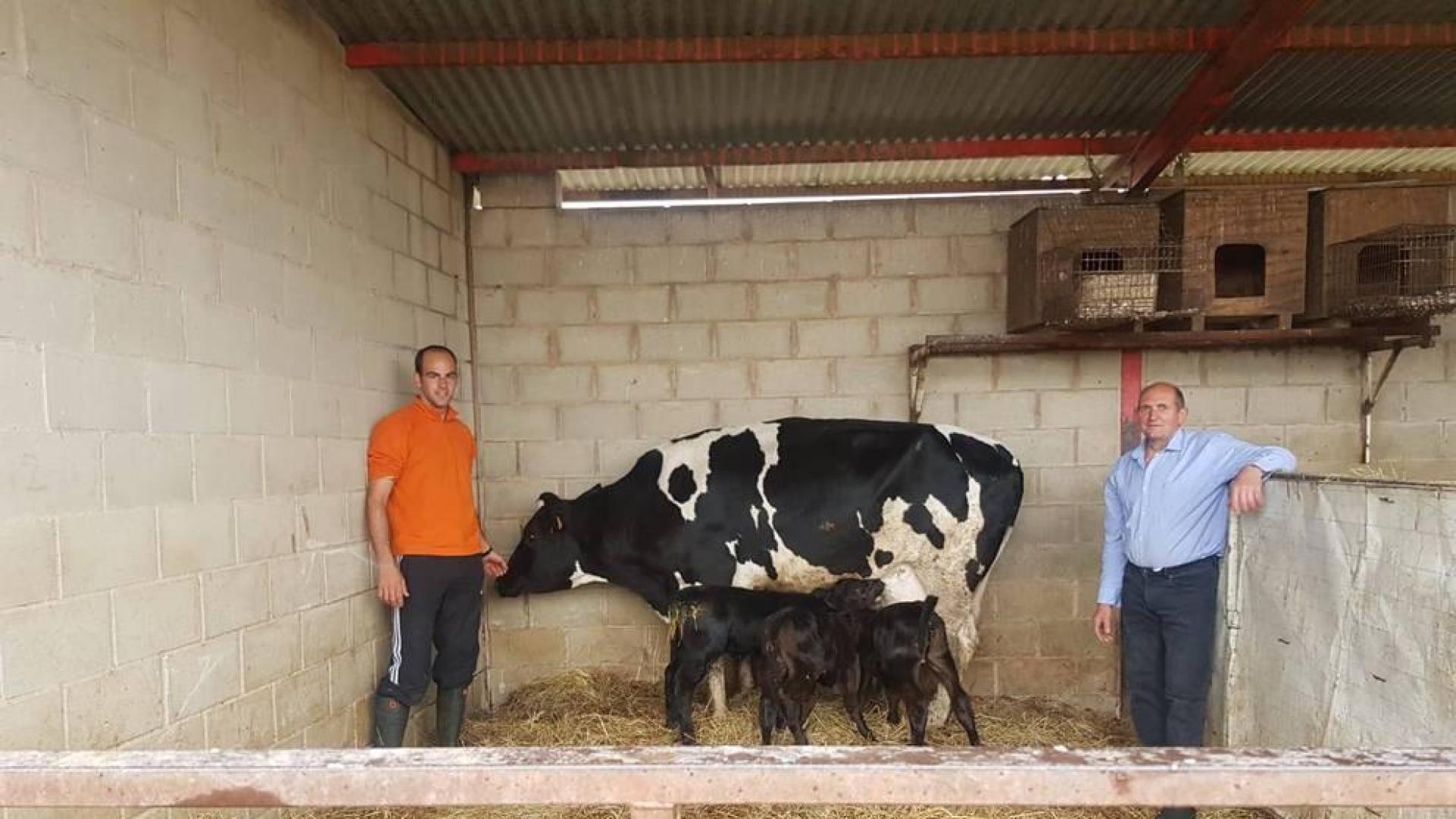 La vaca de Quesos Miguelito pare trillizos